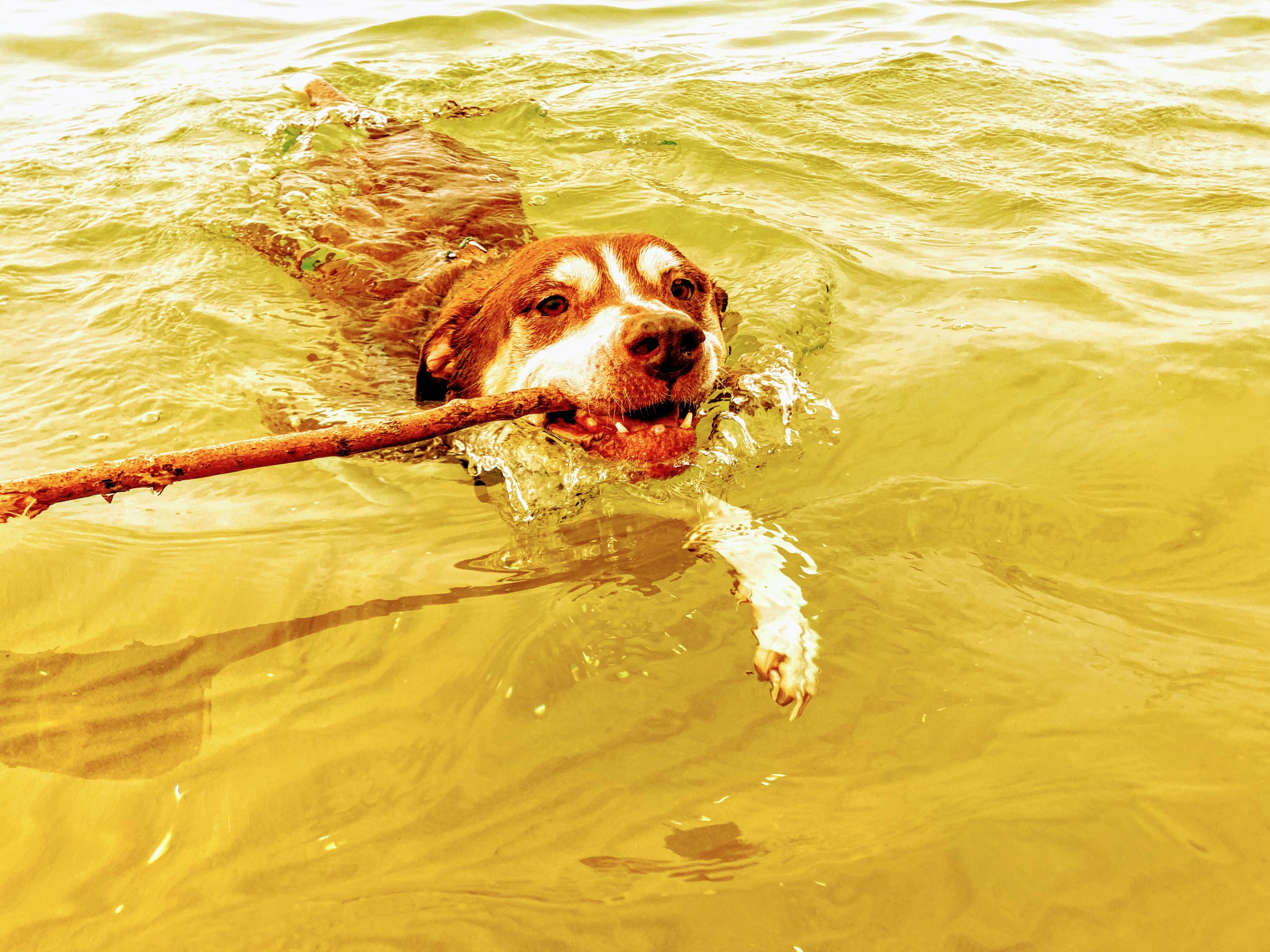 Ryan L T.'s photo of camping with pets at Wilderness State Park Camping near Petoskey, MI