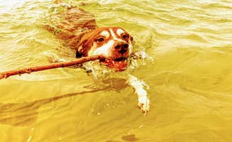 Ryan L T.'s photo of camping with pets at Wilderness State Park Camping near Cross Village, MI