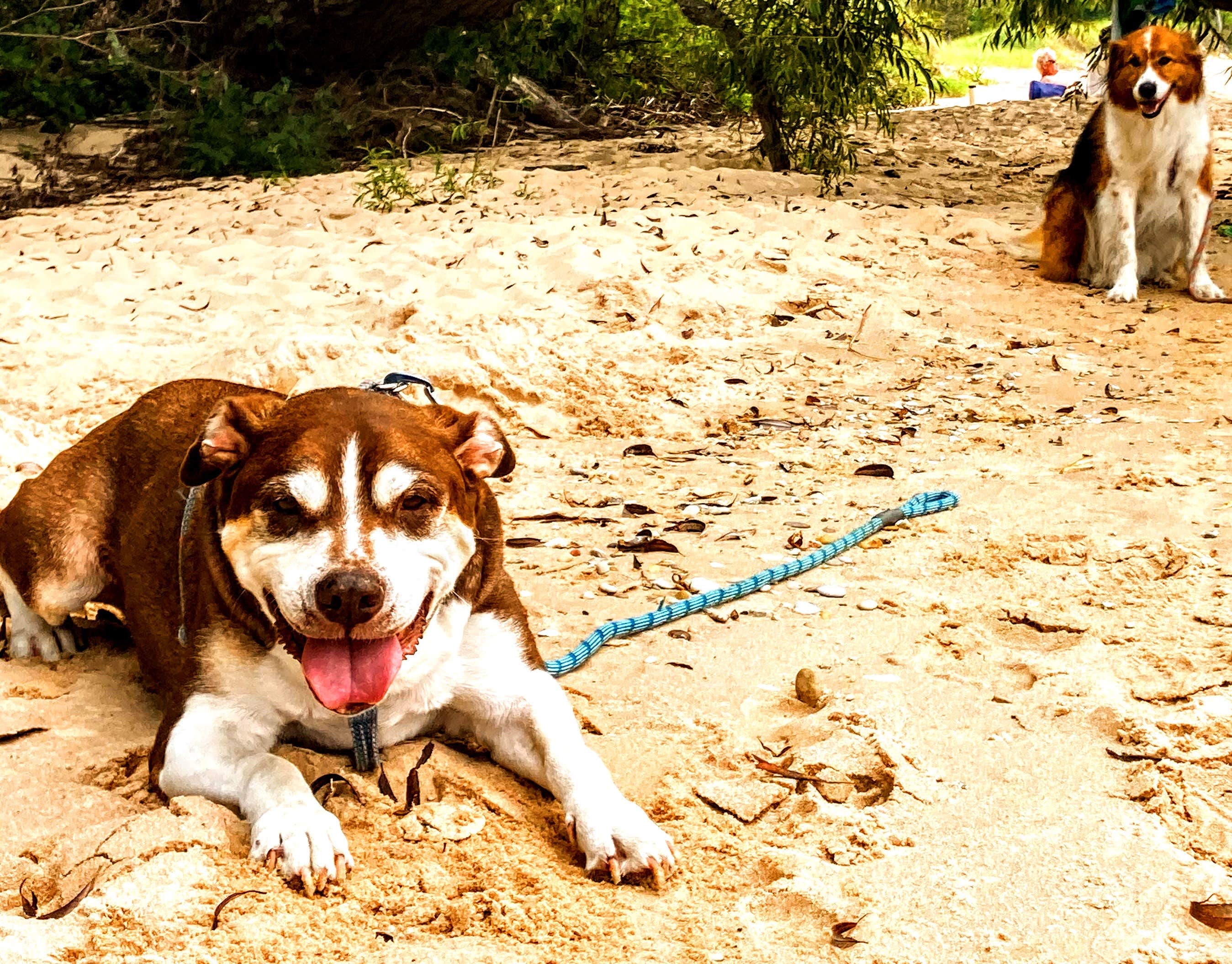 Ryan L T.'s photo of camping with pets at Wilderness State Park Camping near Levering, MI