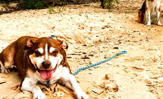 Ryan L T.'s photo of camping with pets at Wilderness State Park Camping near Mackinaw City, MI