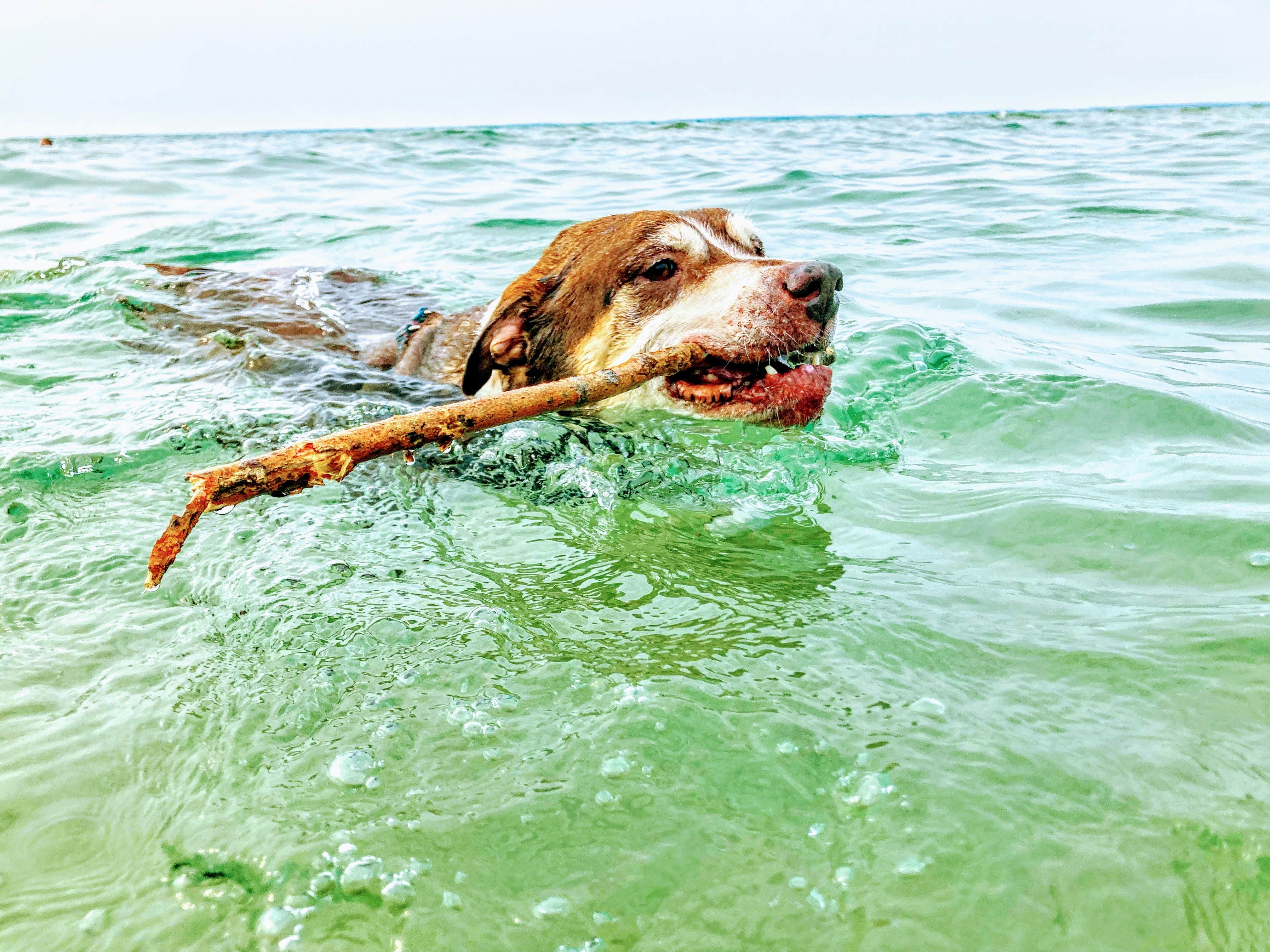Ryan L T.'s photo of camping with pets at Grand Haven State Park Campground near Holland, MI