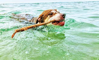 Ryan L T.'s photo of camping with pets at Grand Haven State Park Campground near Grand Rapids, MI