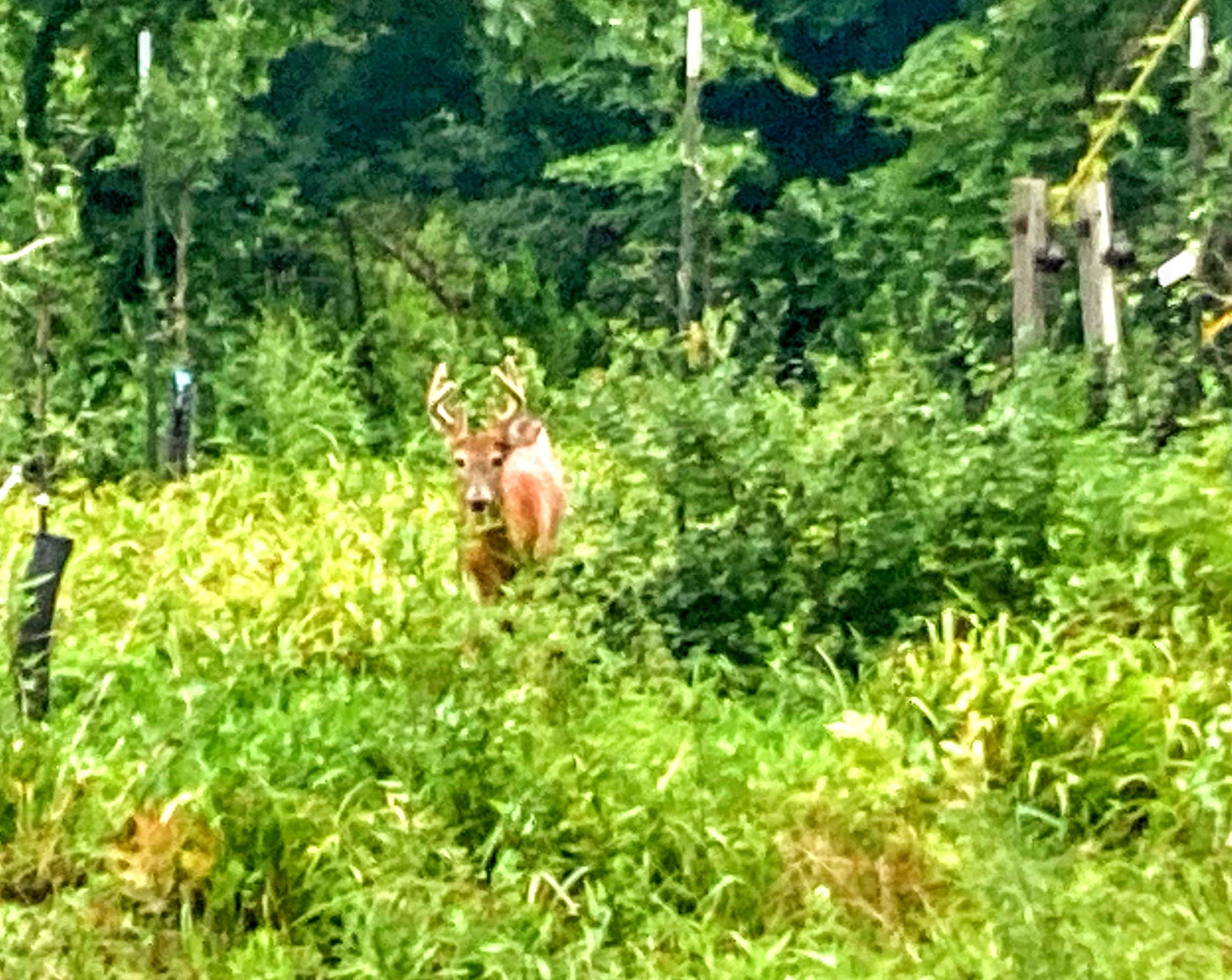 Camper-submitted photo at Haakwood State Forest Campground near Gaylord, MI