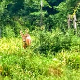 Review photo of Haakwood State Forest Campground by Ryan L T., September 19, 2021