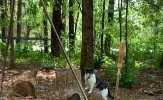 David & Beth N.'s photo of camping with pets at Eden Oaks Vineyard and Campground in North Carolina