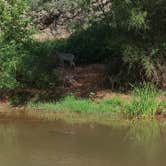 Review photo of Page Springs Resort by Pam A., September 19, 2021
