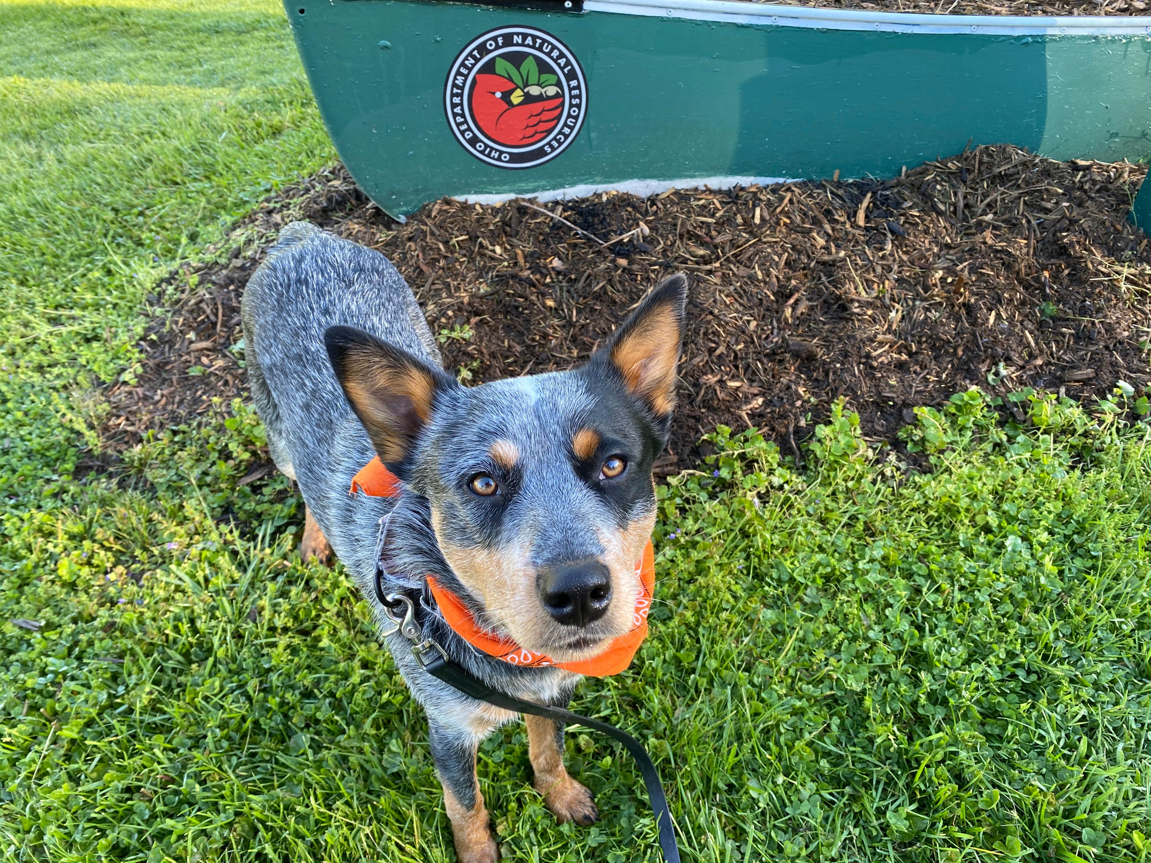 Andrea F.'s photo of camping with pets at Stonelick State Park Campground near Springboro, OH
