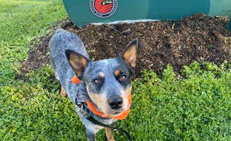 Andrea F.'s photo of camping with pets at Stonelick State Park Campground near Paint Creek Lake