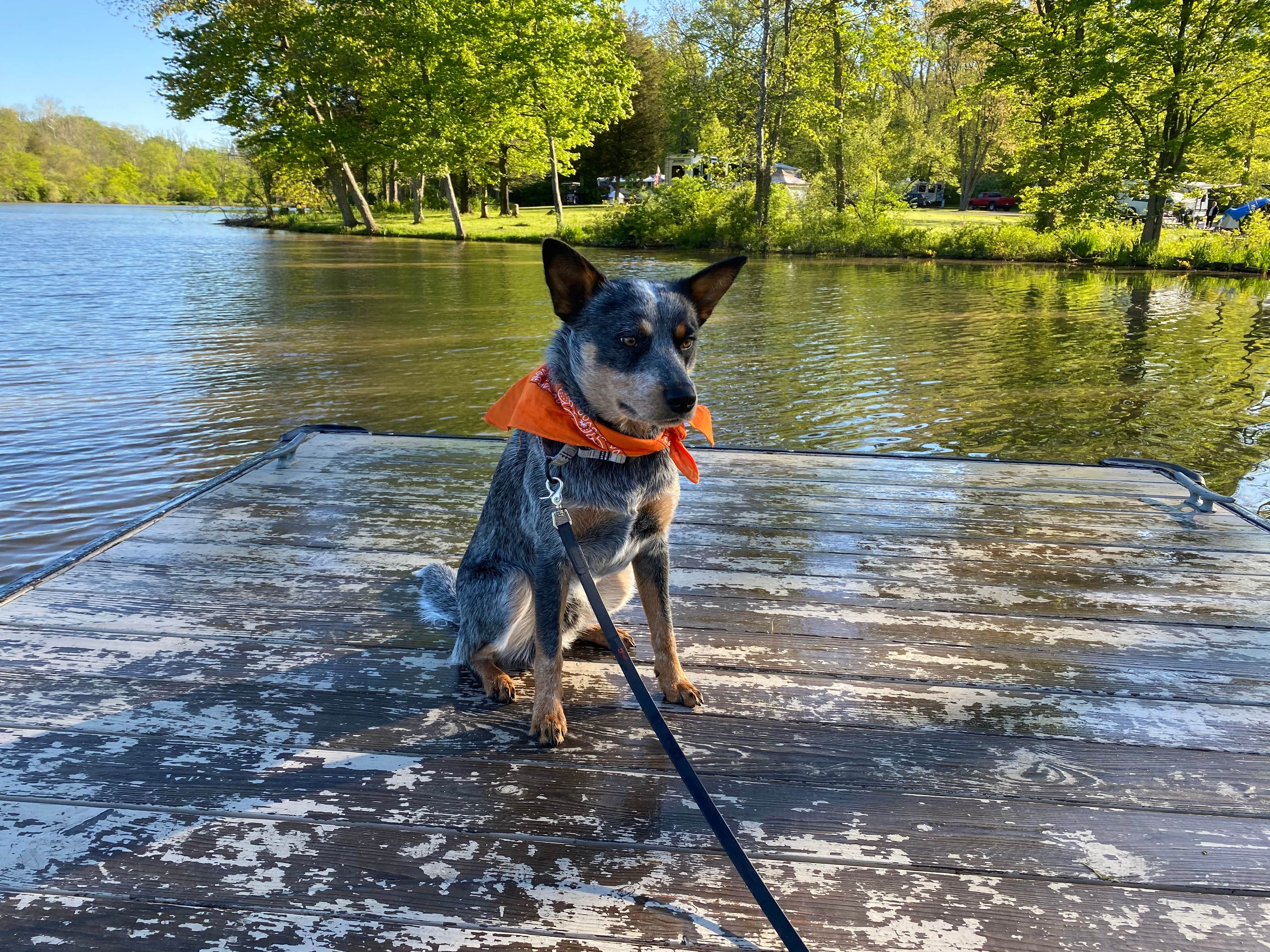 Andrea F.'s photo of camping with pets at Stonelick State Park Campground near Paint Creek Lake
