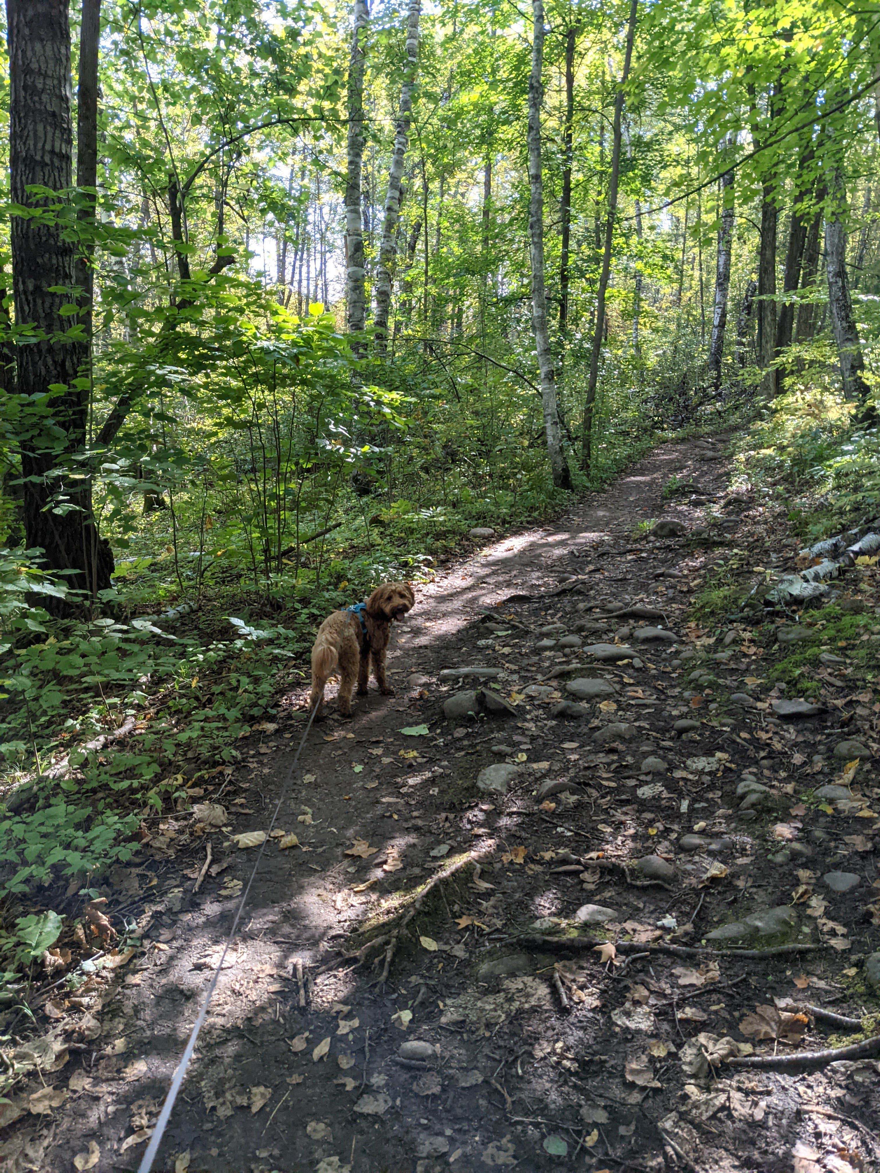 Mandee L.'s photo of camping with pets at Jay Cooke State Park Campground near Duluth, MN