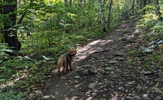 Mandee L.'s photo of camping with pets at Jay Cooke State Park Campground near Duluth, MN