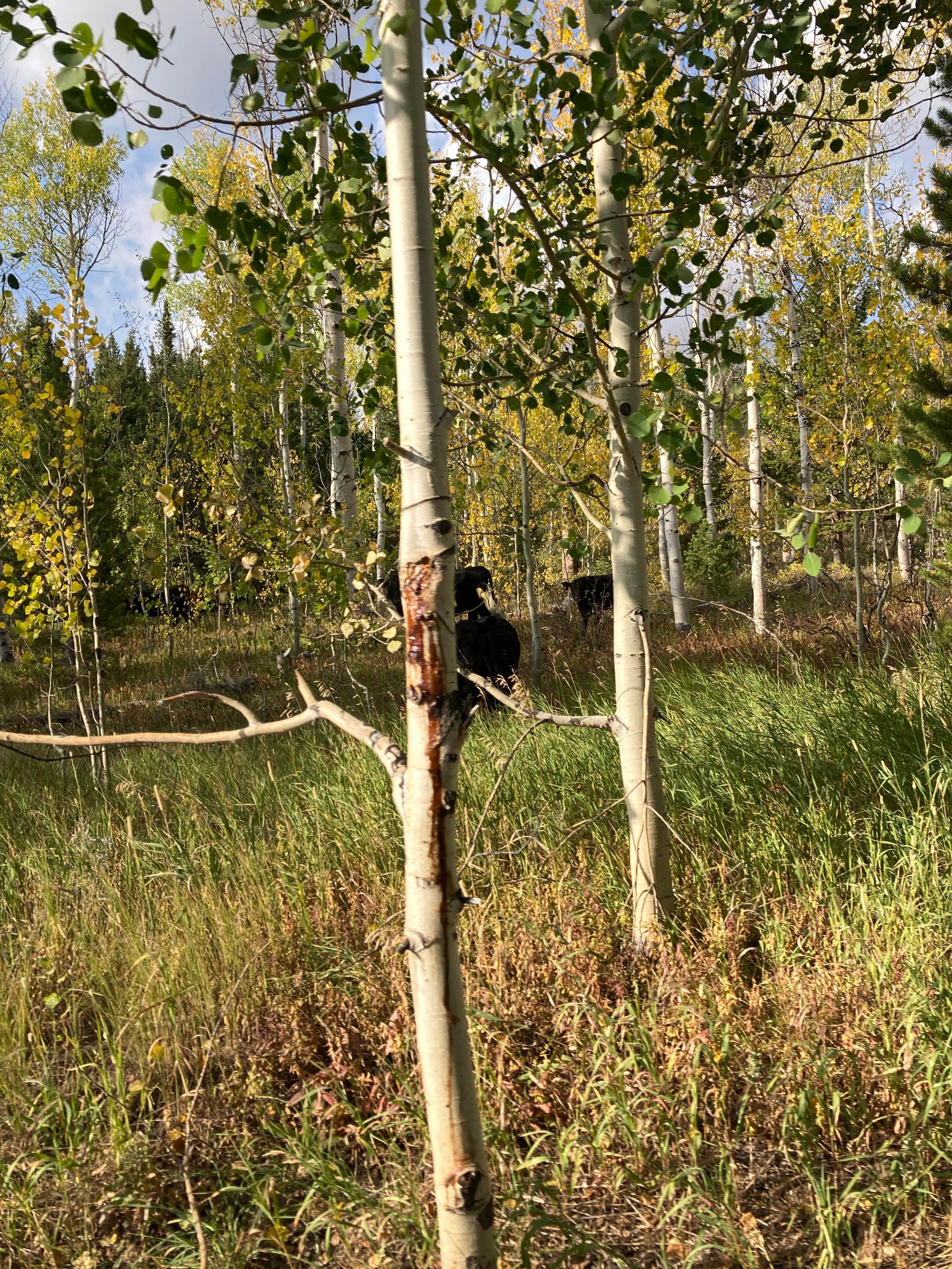 Camper-submitted photo at Sunrise Campground near Cokeville, WY