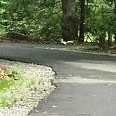 Review photo of Davidson River Campground by Sandy O., June 30, 2018