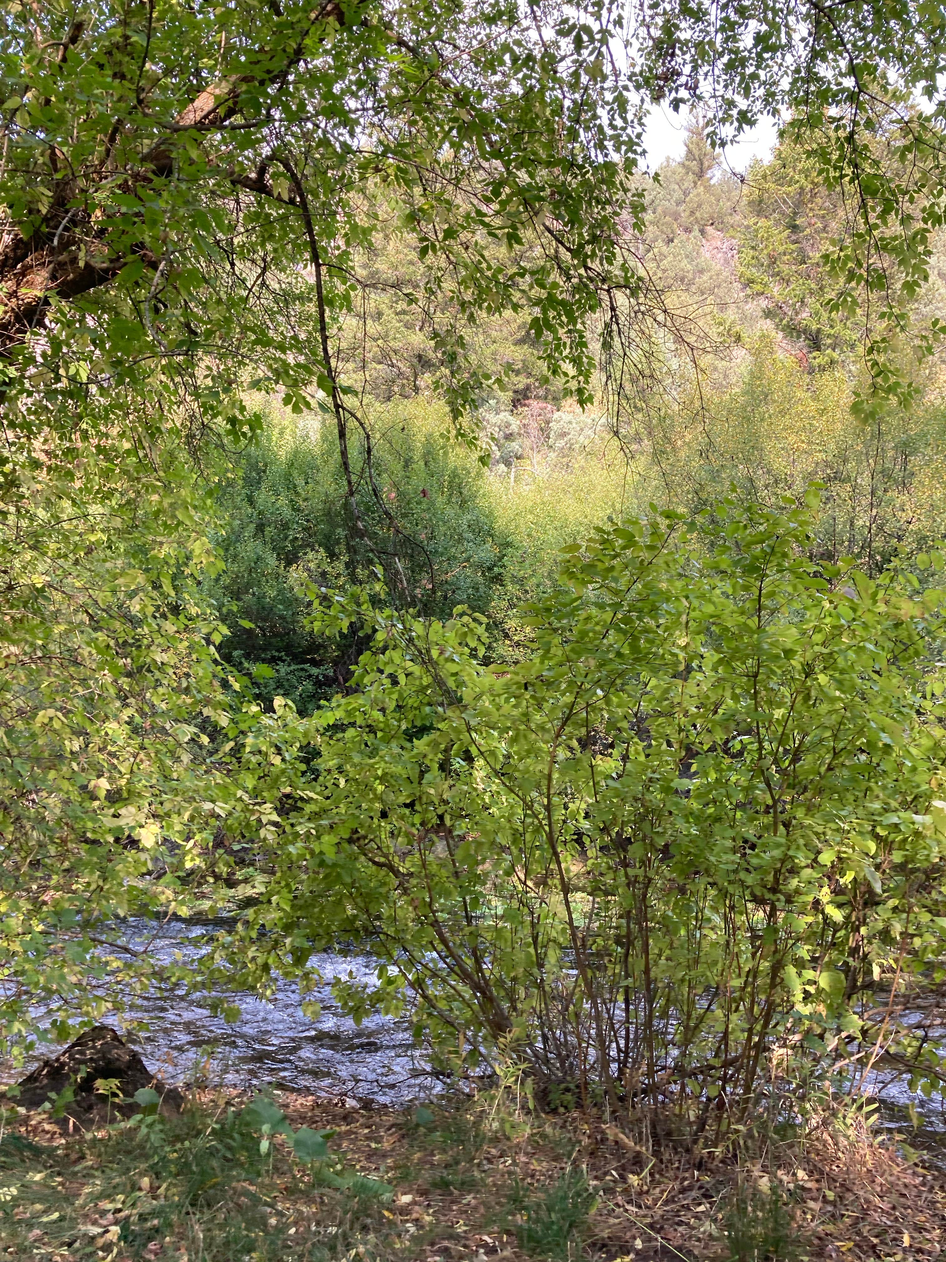Camper-submitted photo at Wood Camp Campground (Ut) — Uinta Wasatch Cache National Forest near Logan, UT