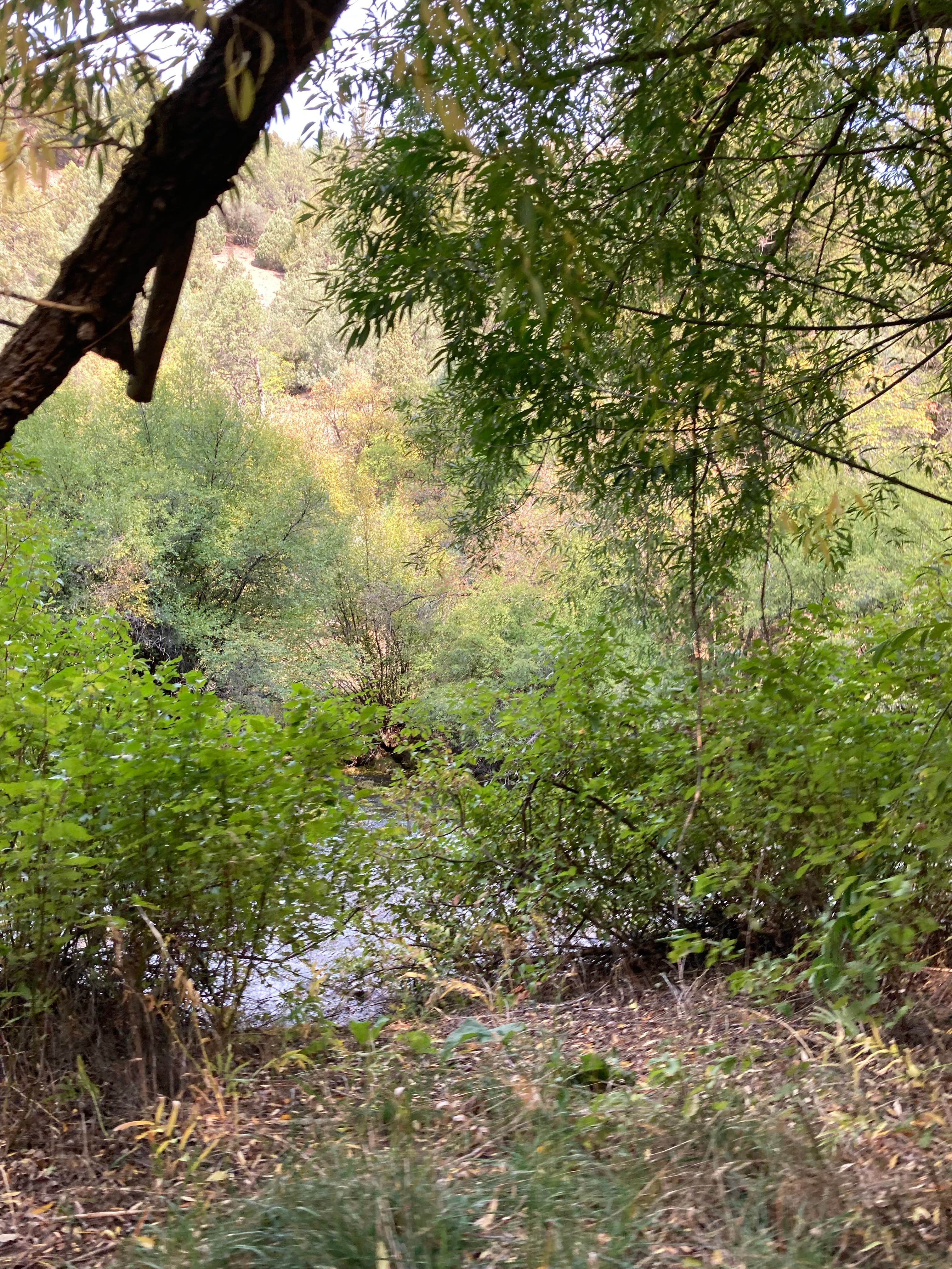 Camper submitted image from Wood Camp Campground (Ut) — Uinta Wasatch Cache National Forest - 2