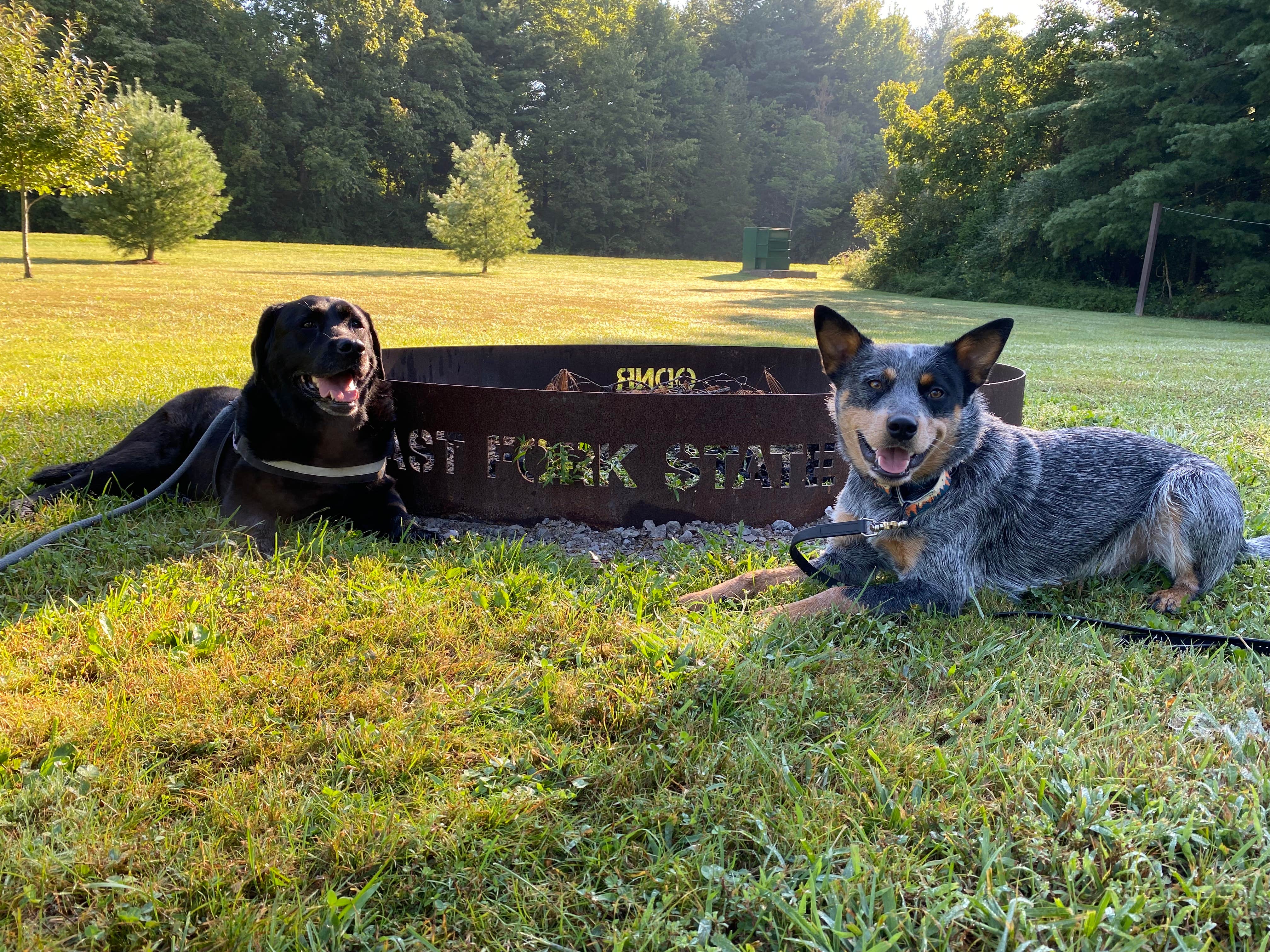 Andrea F.'s photo of camping with pets at East Fork State Park Campground near Ross, OH