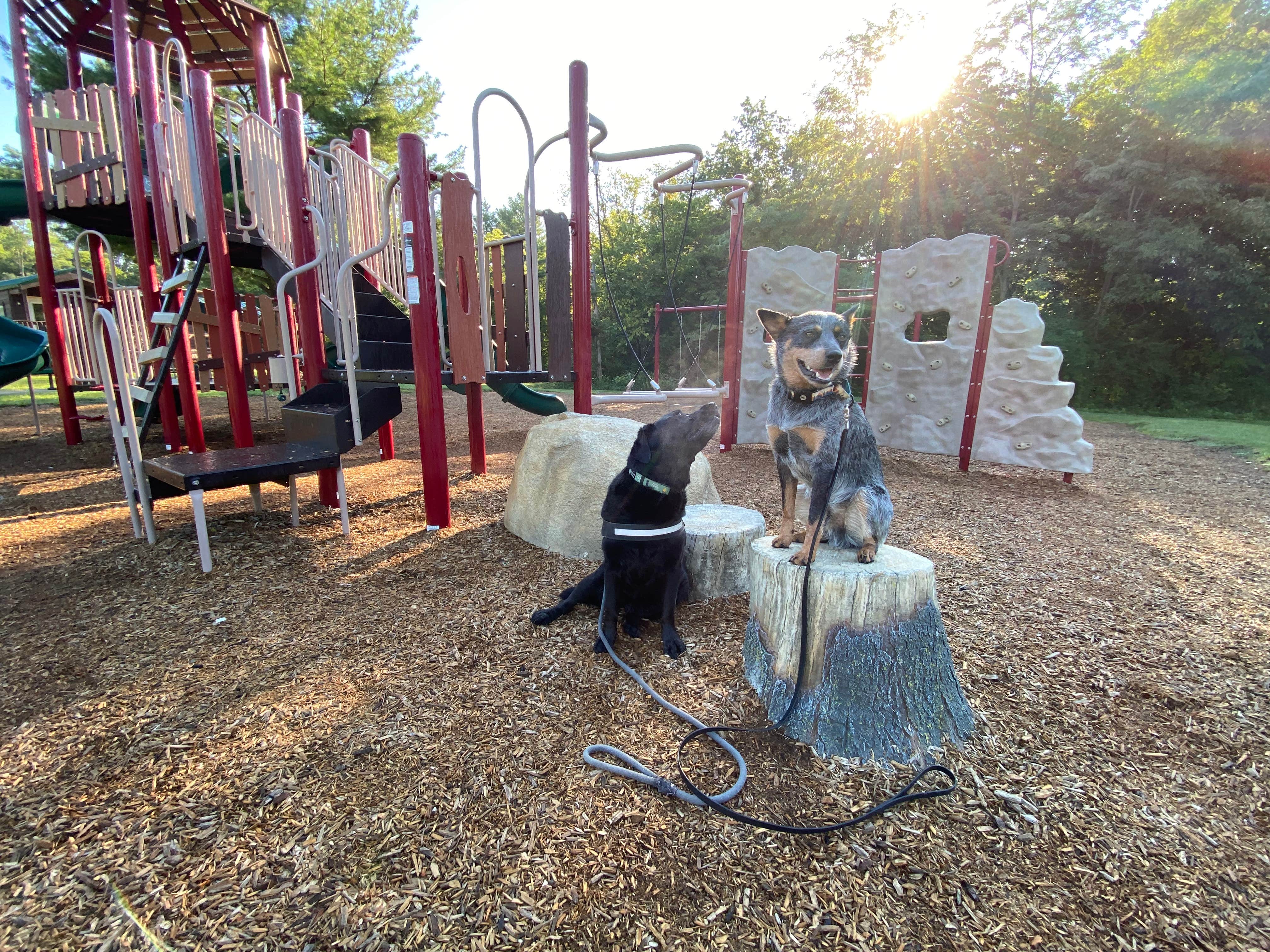 Andrea F.'s photo of camping with pets at East Fork State Park Campground near Independence, KY