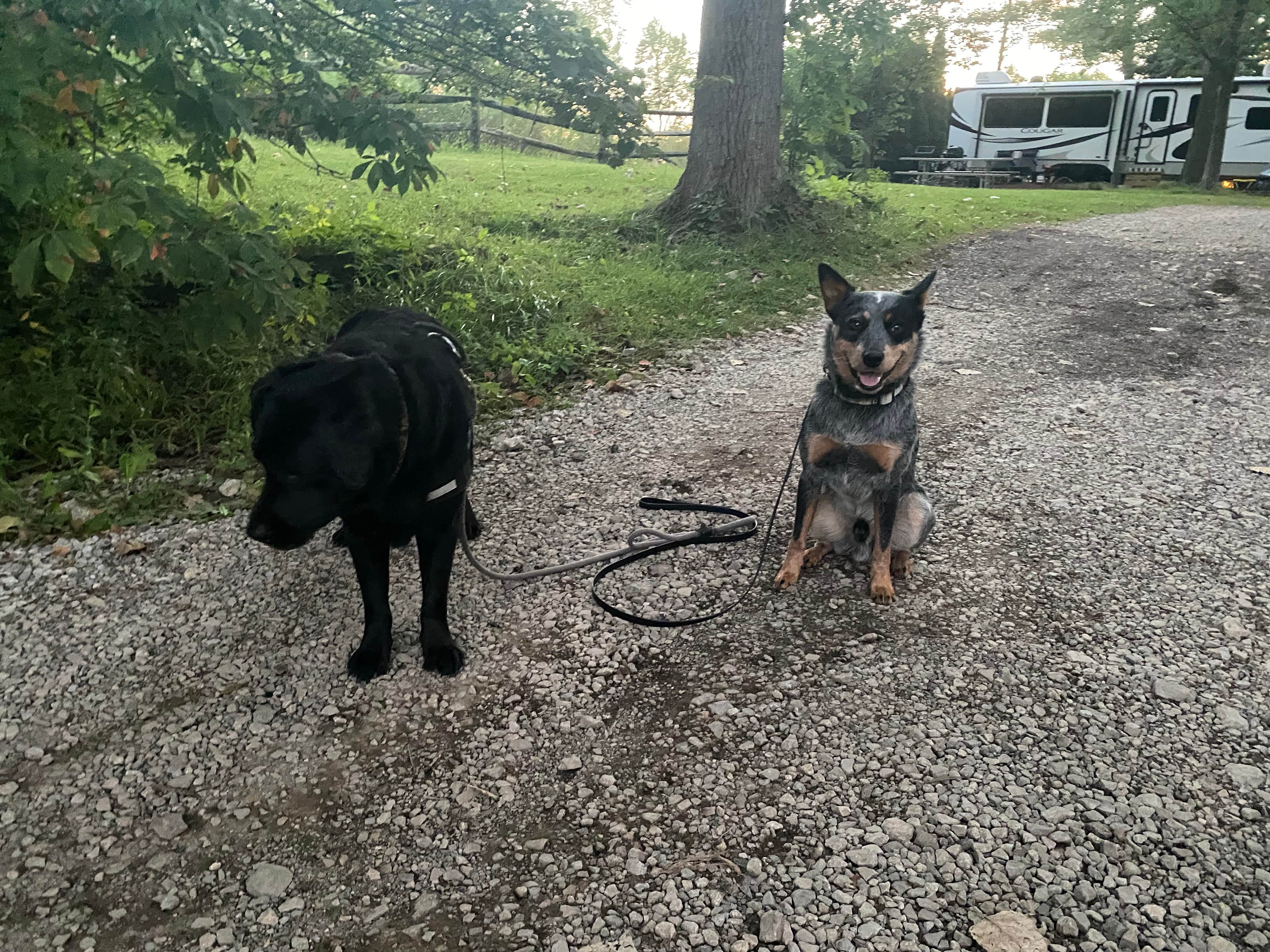 Andrea F.'s photo of camping with pets at Adventure Bound Pleasant View near Findlay, OH