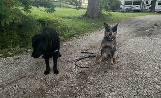 Andrea F.'s photo of camping with pets at Adventure Bound Pleasant View in Ohio