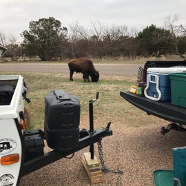 site 26 bison