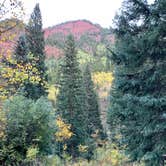 Review photo of White River National Forest Silver Bell Campground by laura S., September 20, 2021
