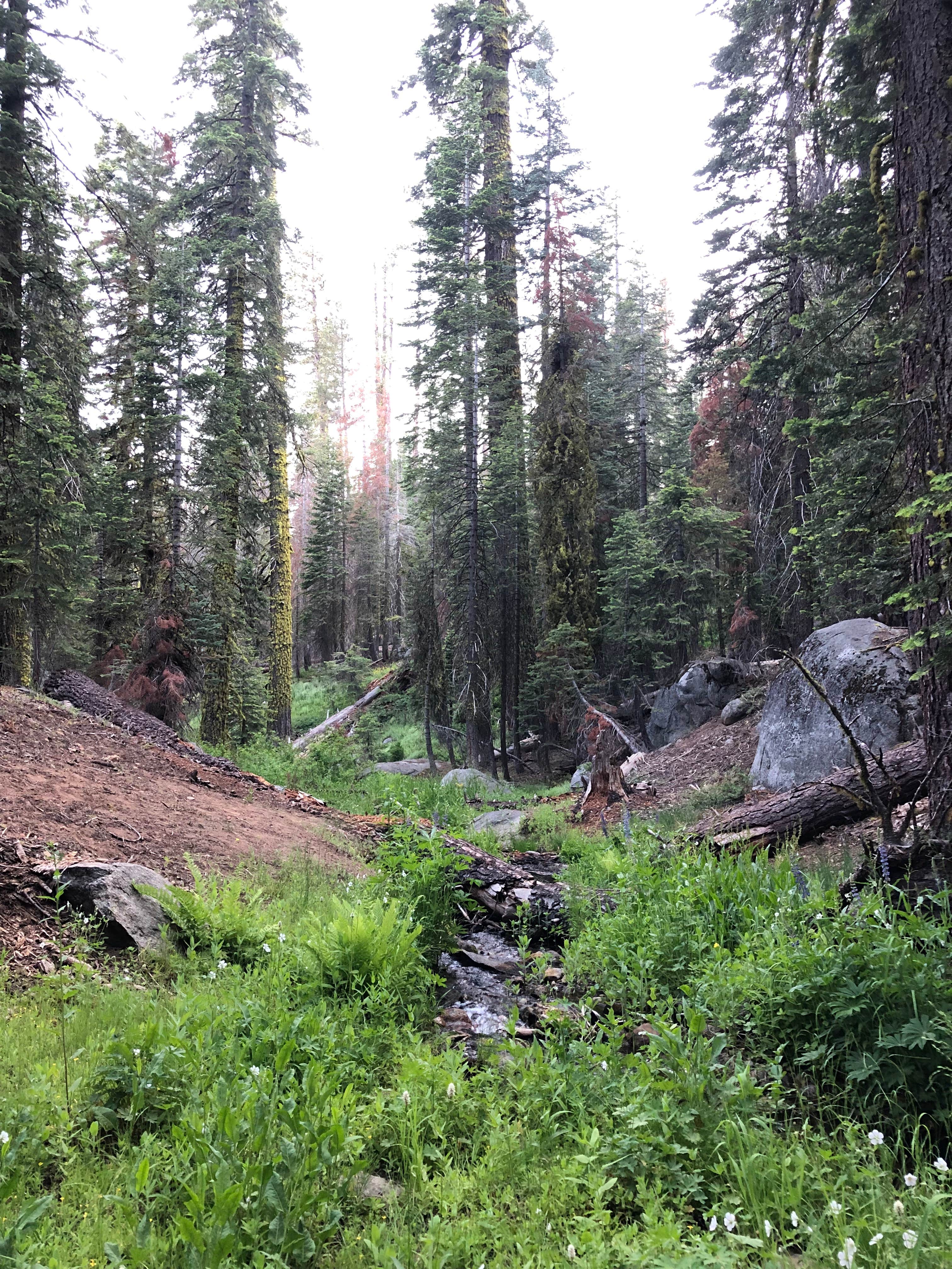 Camper submitted image from Upper Billy Creek Campground - 2