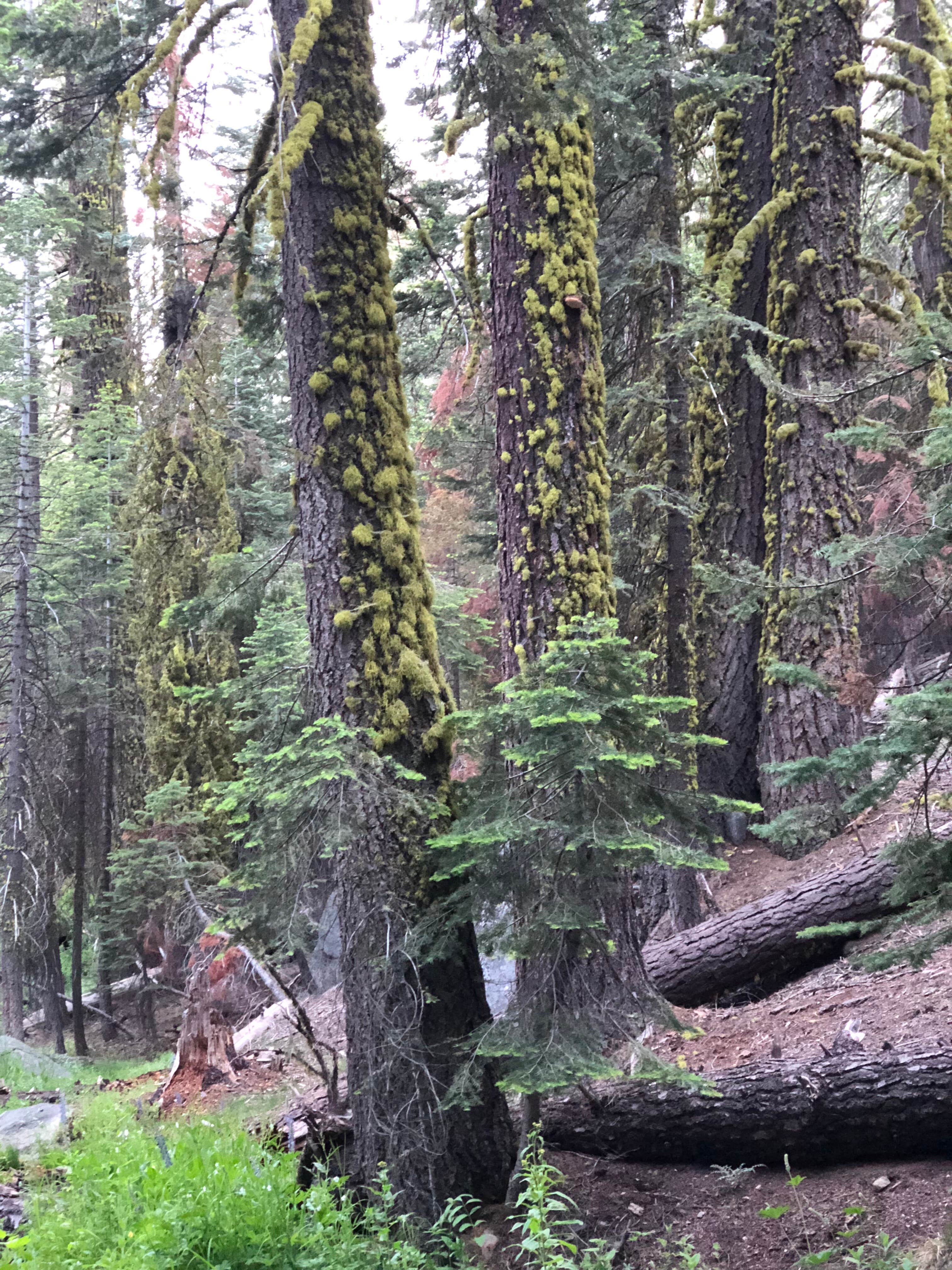 Camper-submitted photo at Upper Billy Creek Campground near Lakeshore, CA