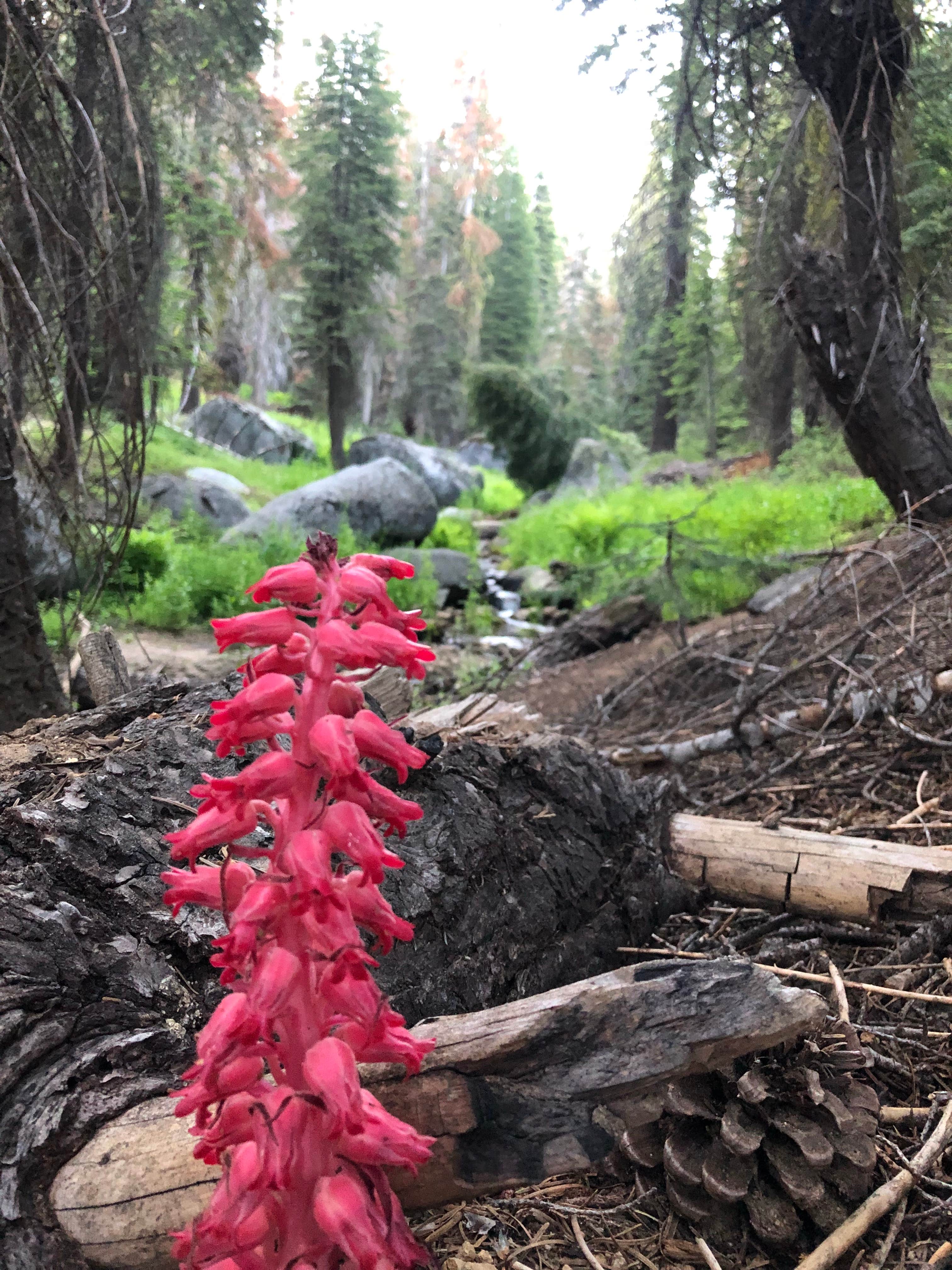 Camping near Deer creek campground: Upper Billy Creek Campground, Big Creek, California