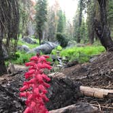 Review photo of Upper Billy Creek Campground by Genevieve L., June 30, 2018