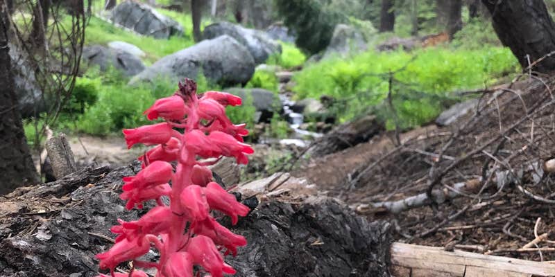Camper submitted image from Upper Billy Creek Campground