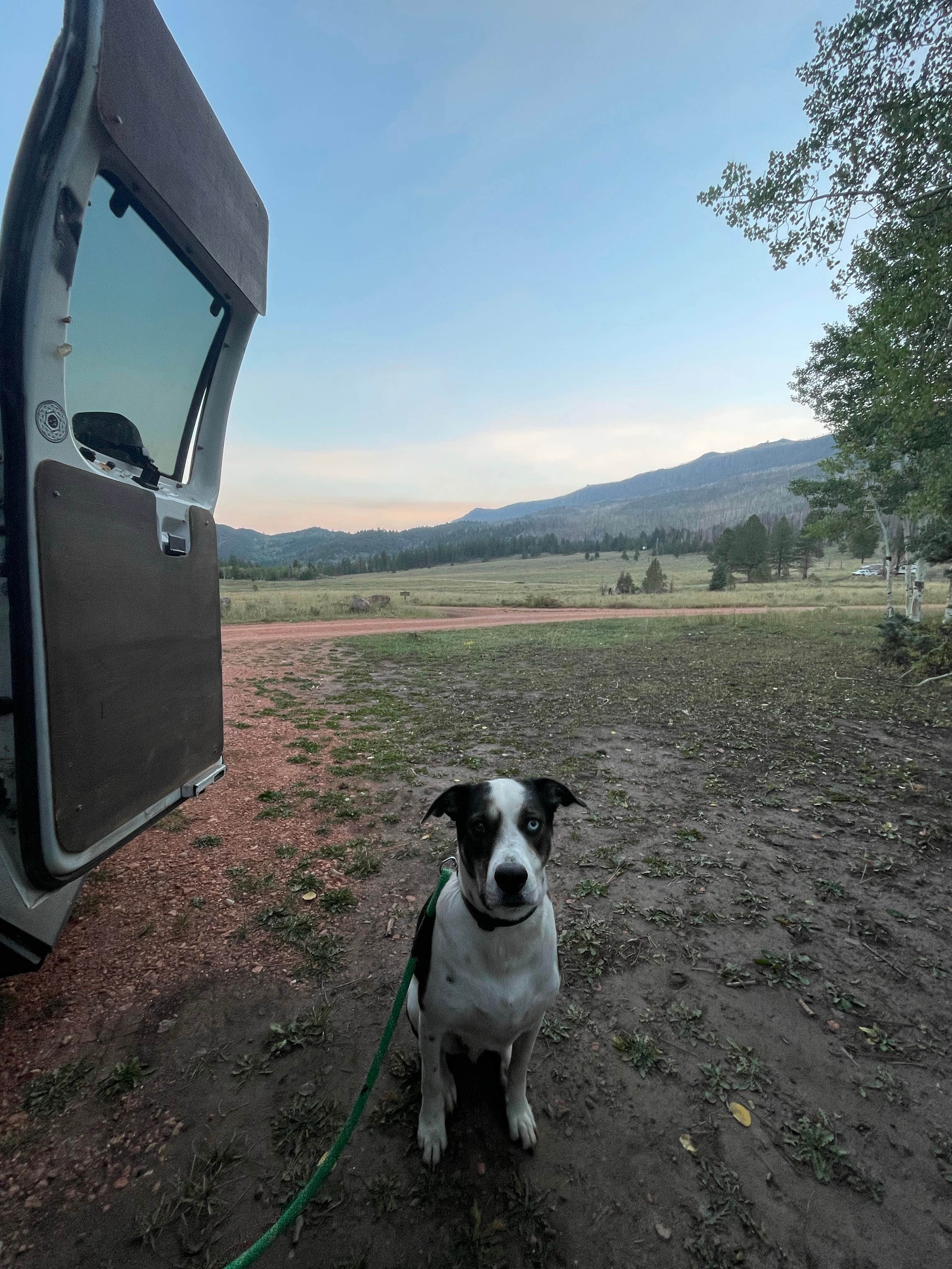 Kiley S.'s photo of camping with pets at Yankee Meadows near Cedar City, UT