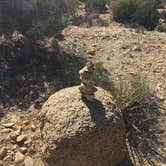 Review photo of Belle Campground — Joshua Tree National Park by Andrew D., June 30, 2018