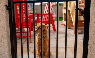 OAK M.'s photo of camping with pets at Tucson KOA Resort near Catalina, AZ
