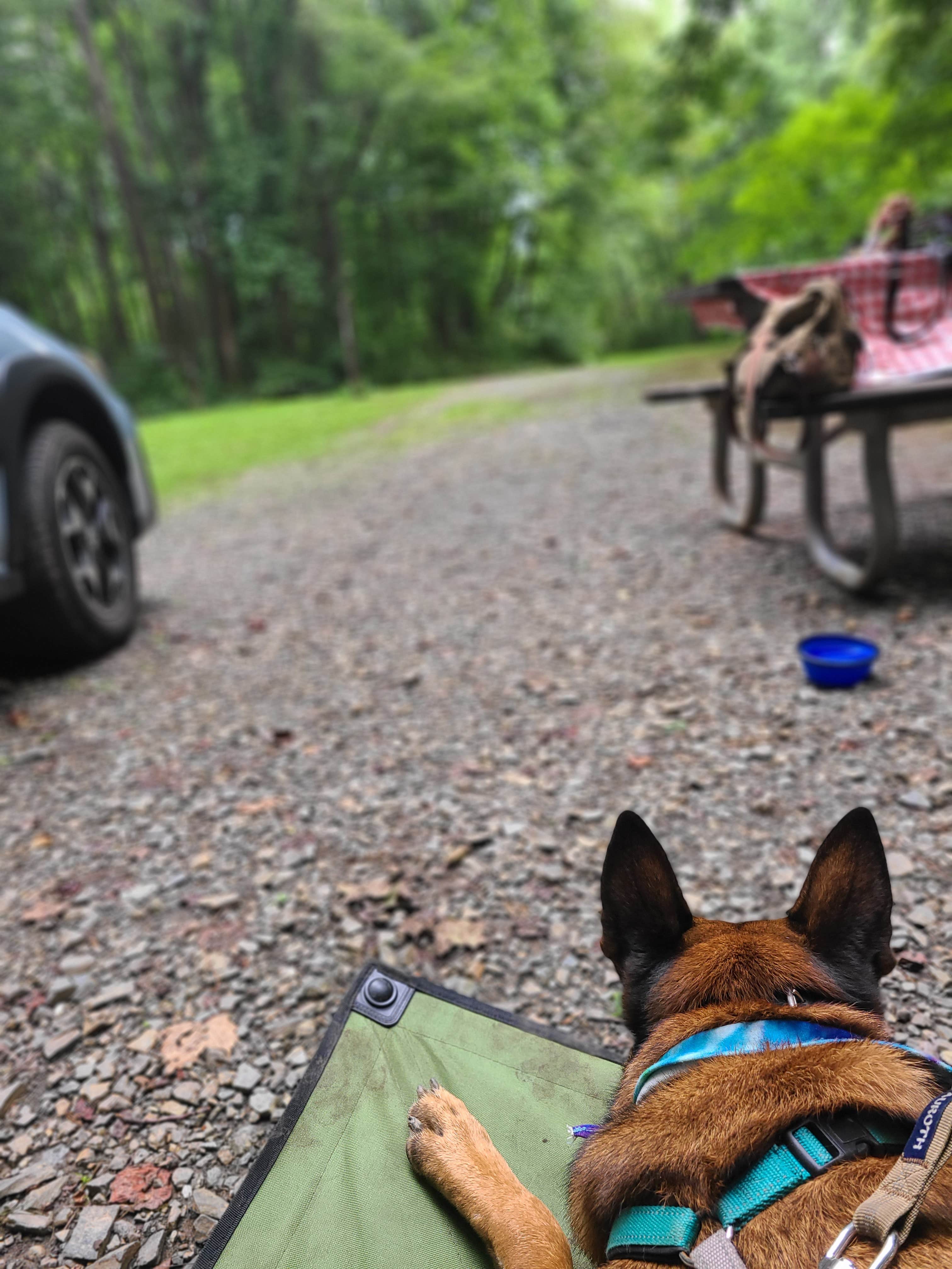 Marissa G.'s photo of camping with pets at Susquehanna State Park Campground near Smyrna, DE