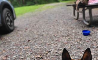 Marissa G.'s photo of camping with pets at Susquehanna State Park Campground near Newark, DE