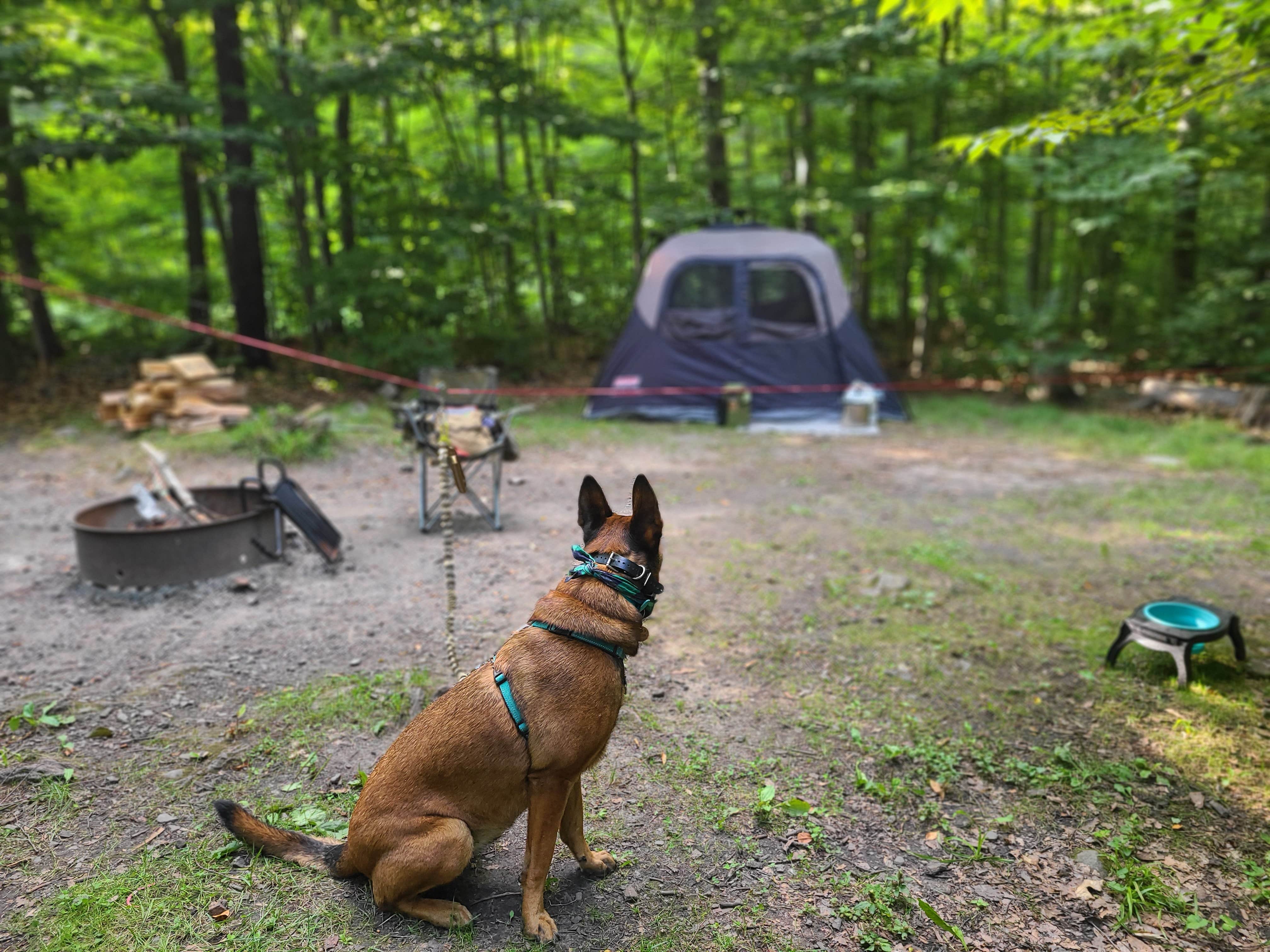 Marissa G.'s photo of camping with pets at Tobyhanna State Park Campground near Noxen, PA