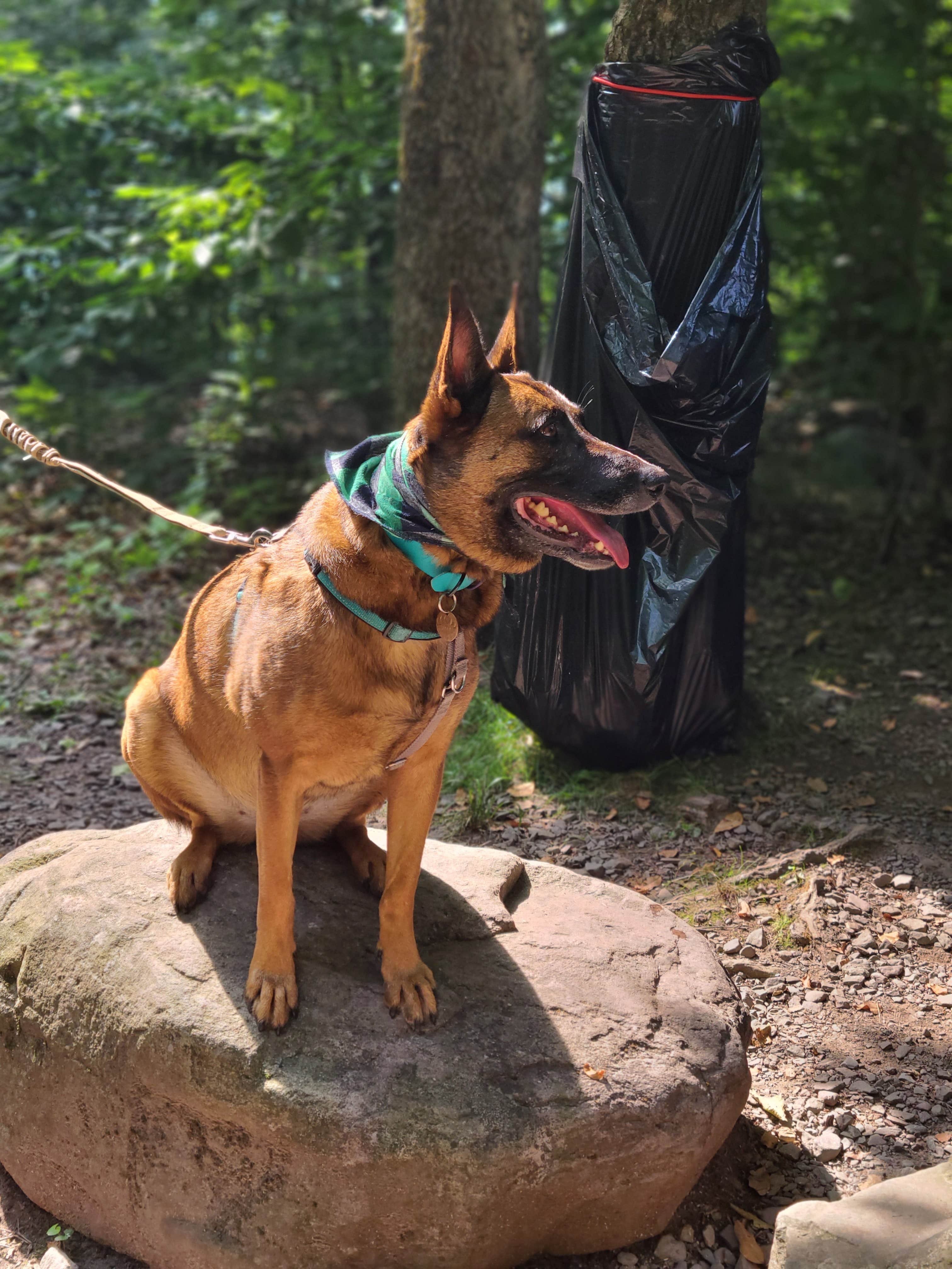 Marissa G.'s photo of camping with pets at Tobyhanna State Park Campground near Tunkhannock, PA