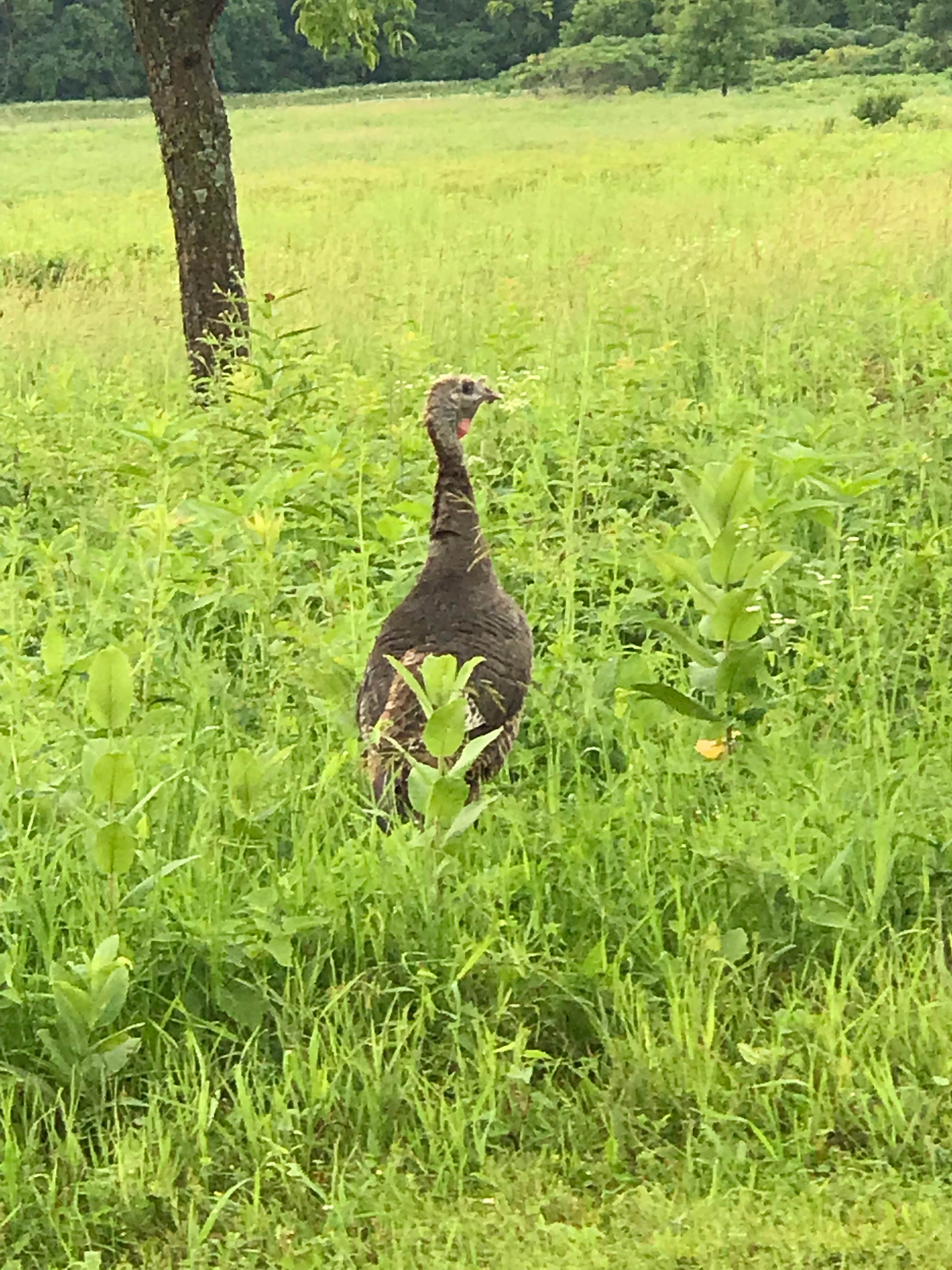 Camper-submitted photo at Red Fox Campground — Minneopa State Park near North Mankato, MN