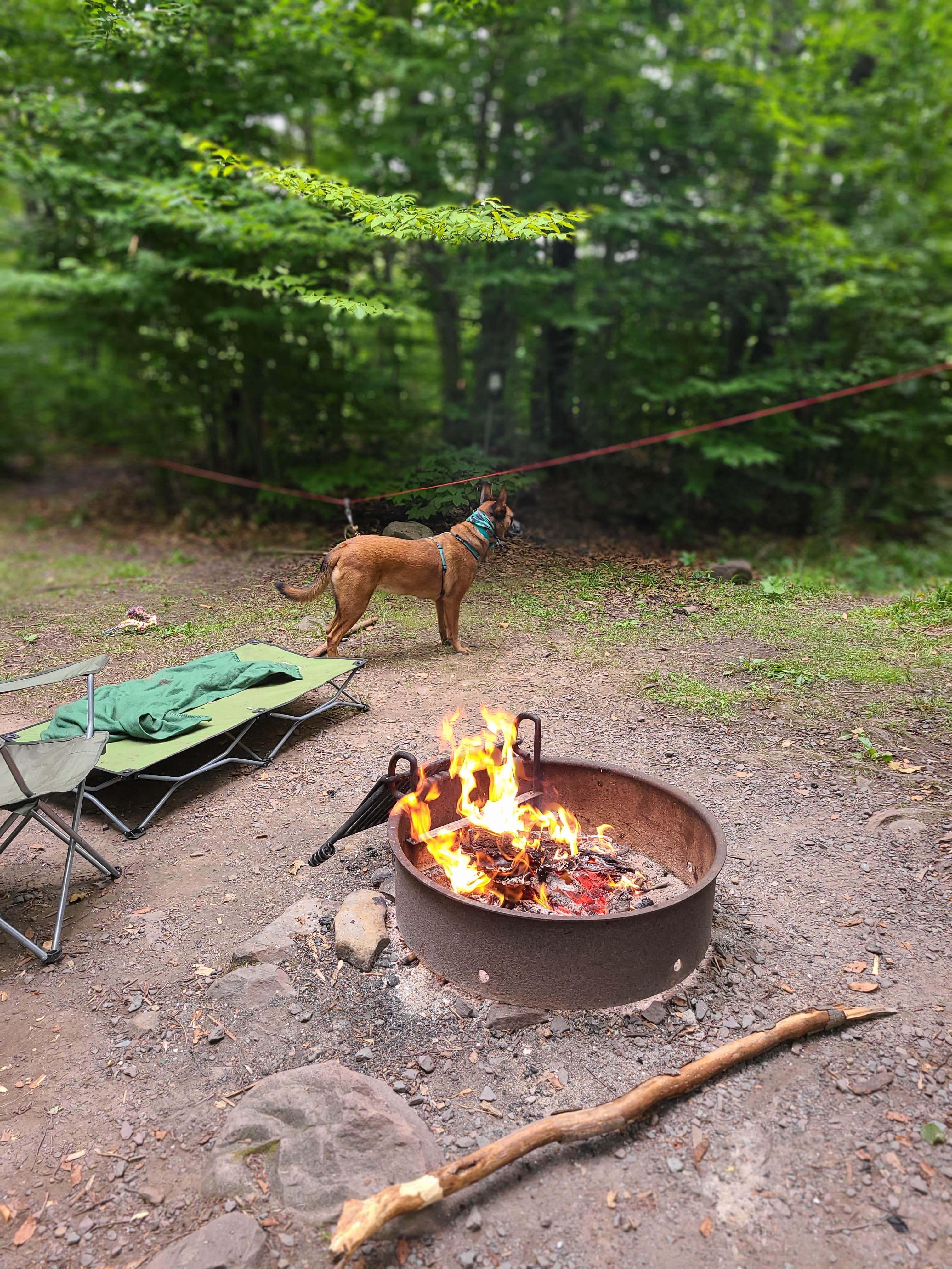Marissa G.'s photo of camping with pets at Tobyhanna State Park Campground near Peckville, PA