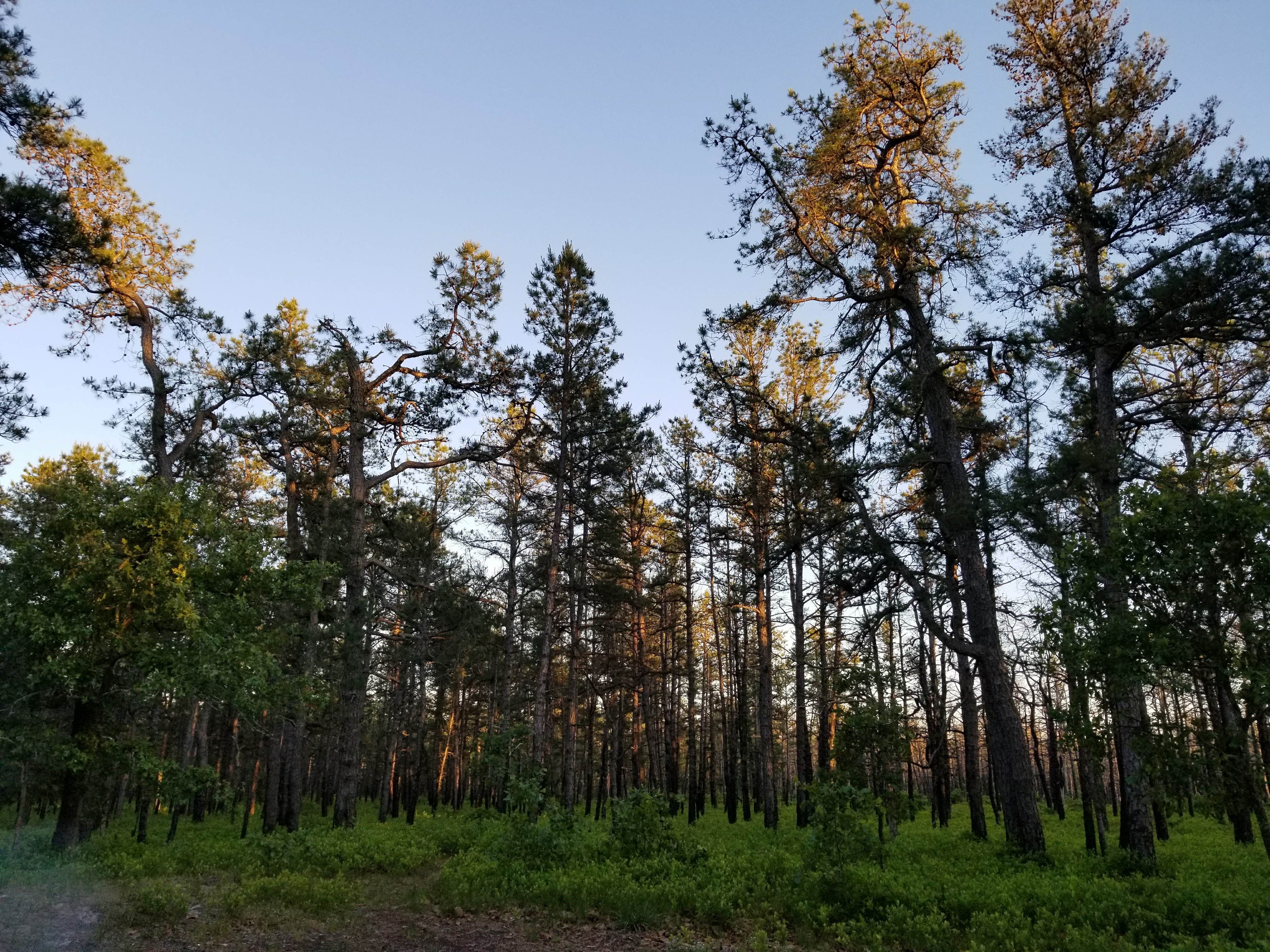 Camper submitted image from Lower Forge — Wharton State Forest - 2