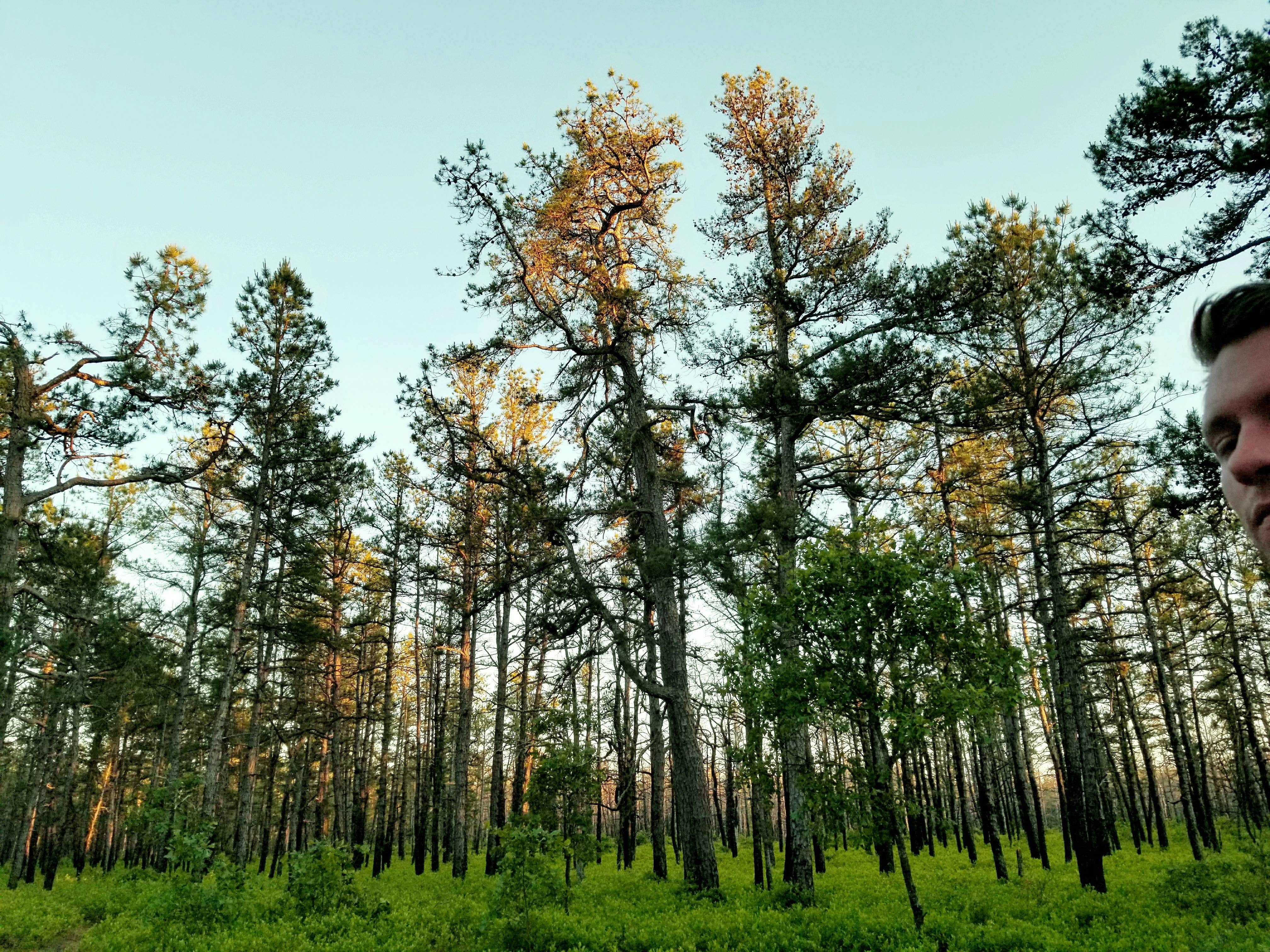 Camper-submitted photo at Lower Forge — Wharton State Forest near Atco, NJ