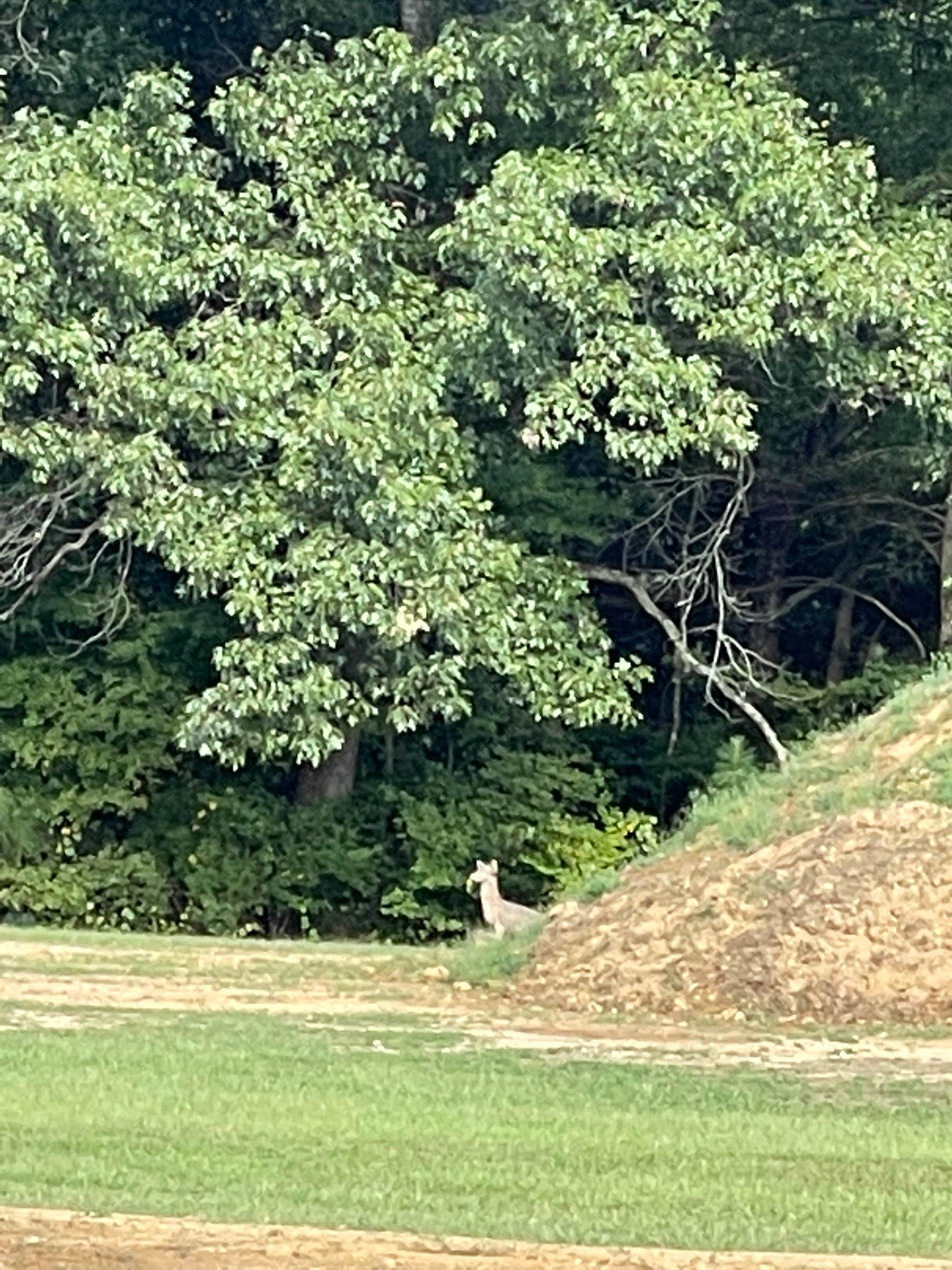 Camper-submitted photo at Paris Landing-Kentucky Lake KOA near Dresden, TN