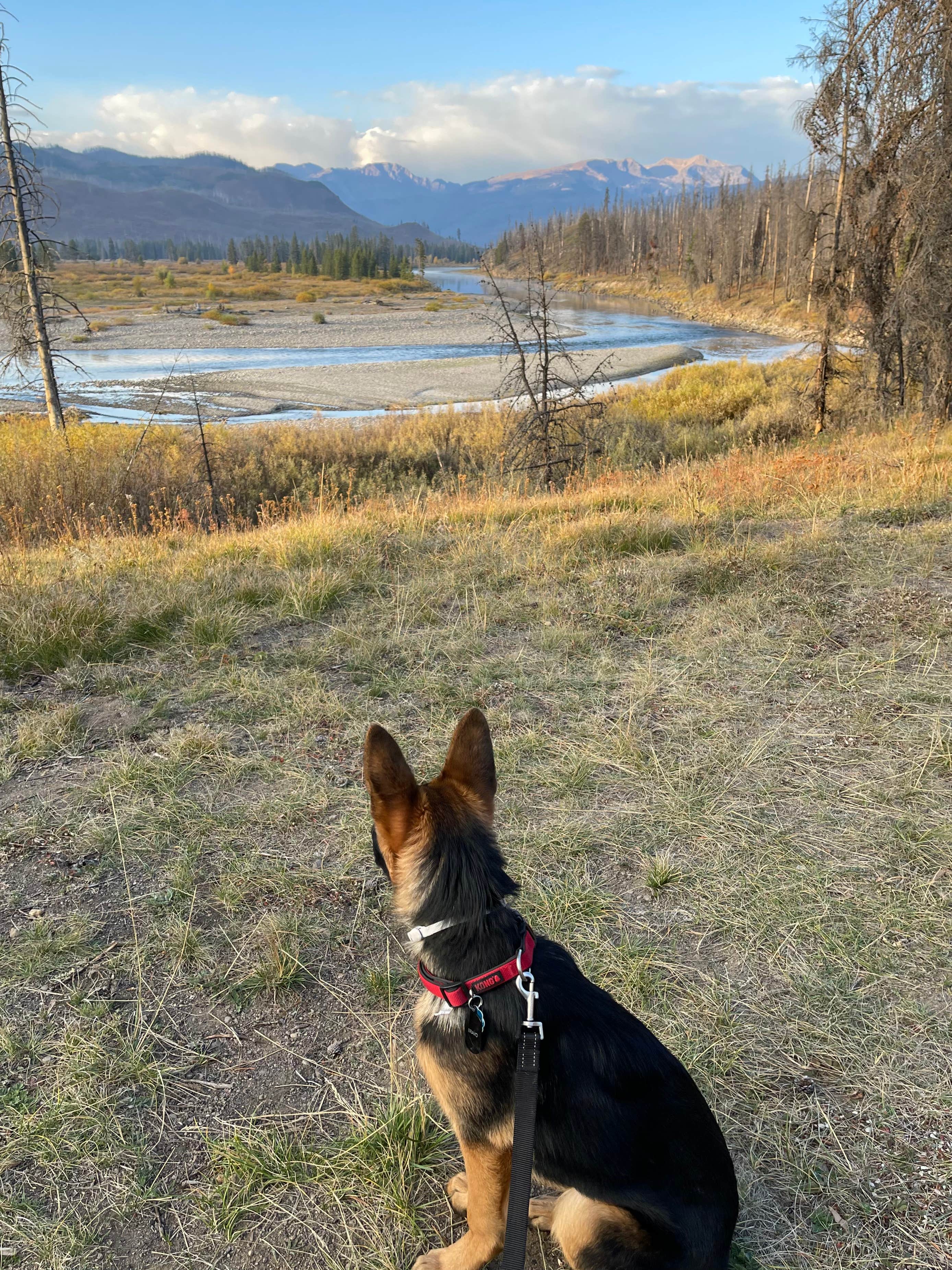 Lucas S.'s photo of camping with pets at Grassy Lake Rd — John D. Rockefeller, Jr., Memorial Parkway in Wyoming