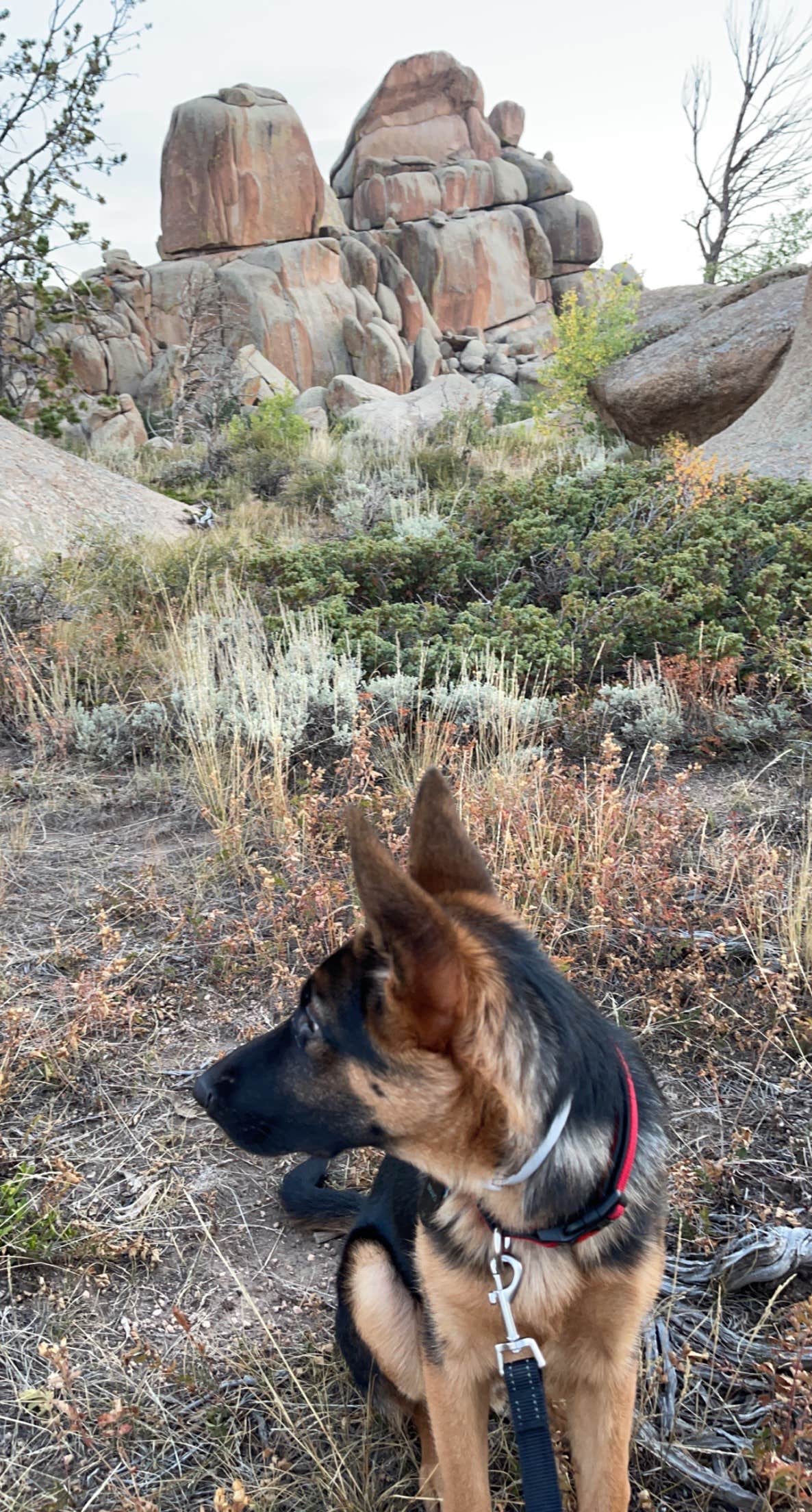 Lucas S.'s photo of camping with pets at Forest Service Road 700 Designated Dispersed Camping near Laramie, WY