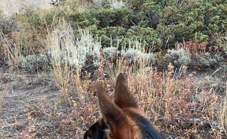 Lucas S.'s photo of camping with pets at Forest Service Road 700 Designated Dispersed Camping in Wyoming