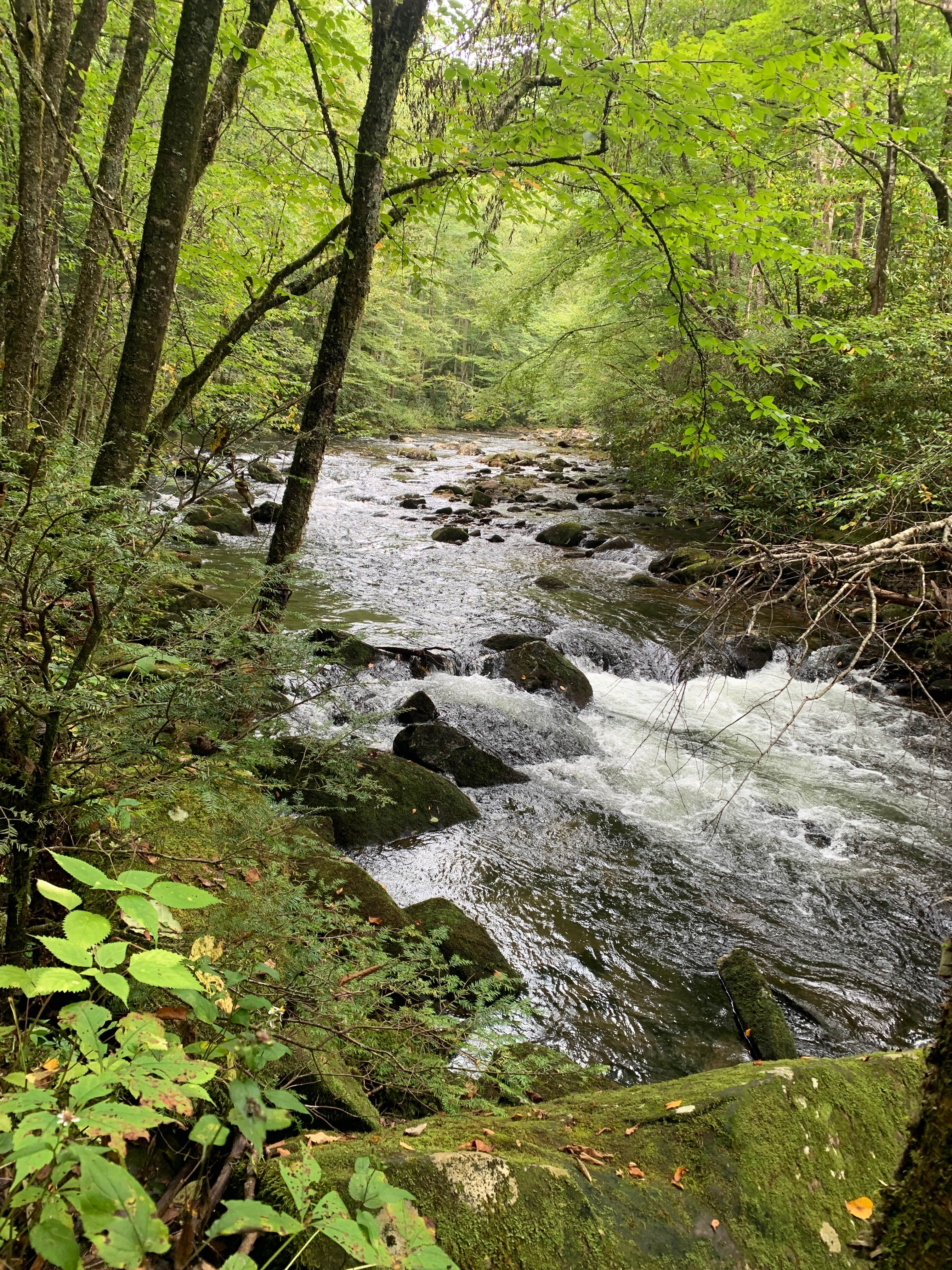 Camper-submitted photo at Snowbird Camping near Tallassee, TN
