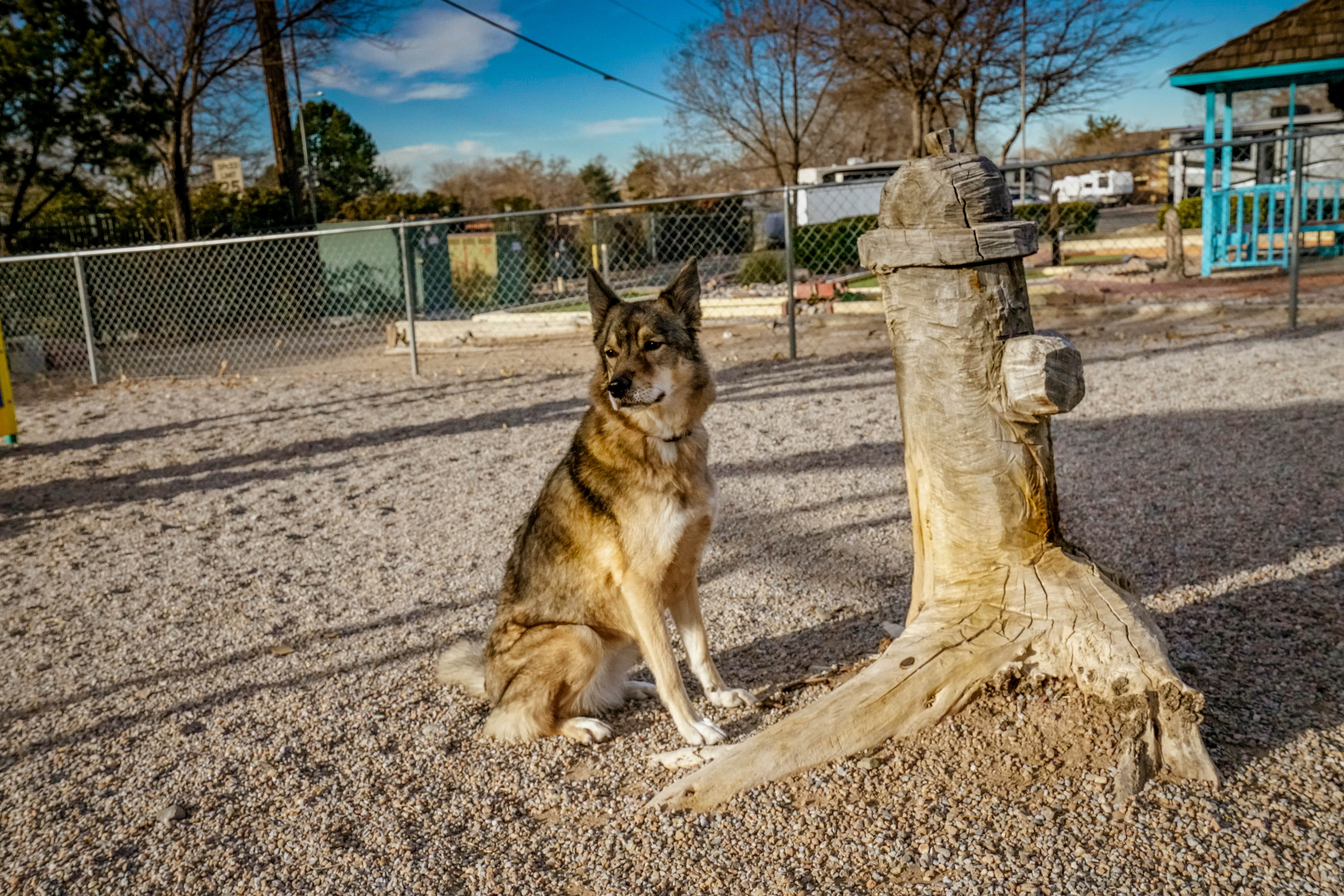 OAK M.'s photo of camping with pets at Albuquerque KOA Journey in New Mexico