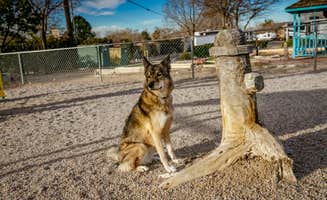 OAK M.'s photo of camping with pets at Albuquerque KOA Journey near Tijeras, NM