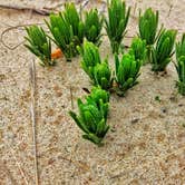 Review photo of Lake Michigan Campground at Muskegon State Park Campground by Ryan L T., September 21, 2021