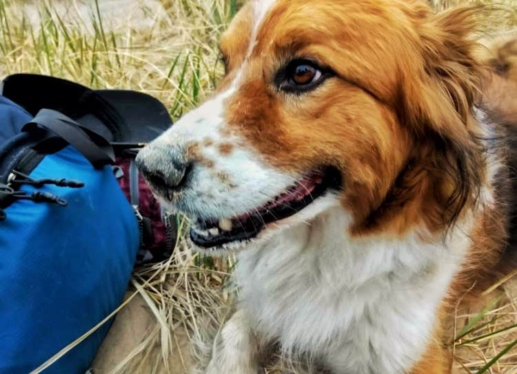 Ryan L T.'s photo of camping with pets at Lake Michigan Campground at Muskegon State Park Campground near Marne, MI